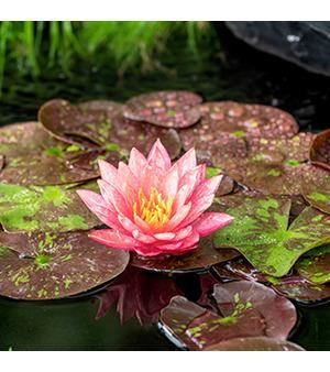 Nymphaea'Wanvisa'- pot 11x11 cm afbeelding