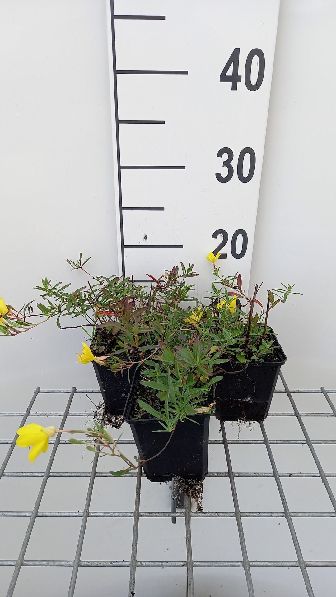 Oenothera'African Sun'- pot 9x9 cm afbeelding