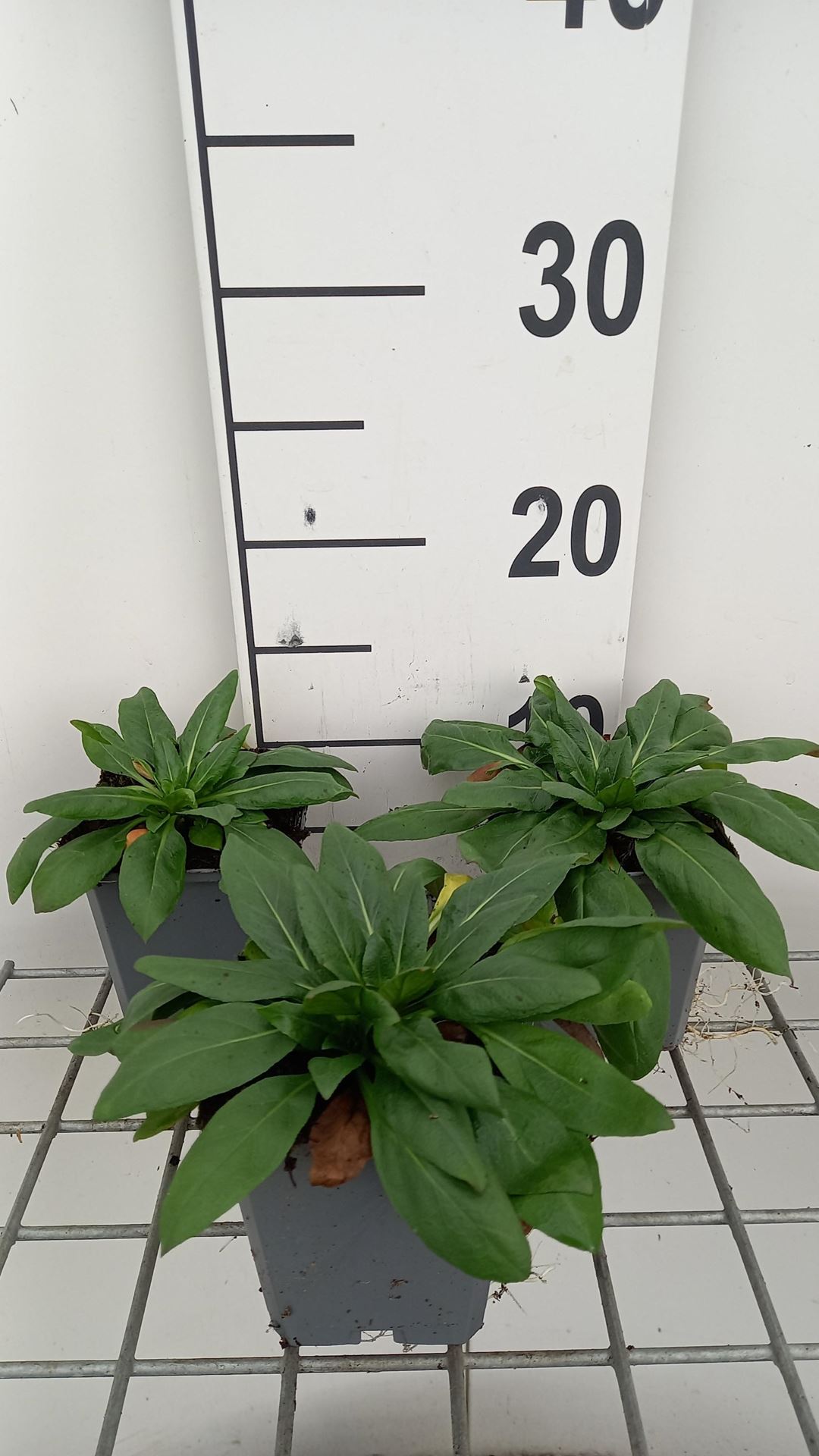 Oenothera fruticosa'Sonnenwende'- pot 9x9 cm afbeelding