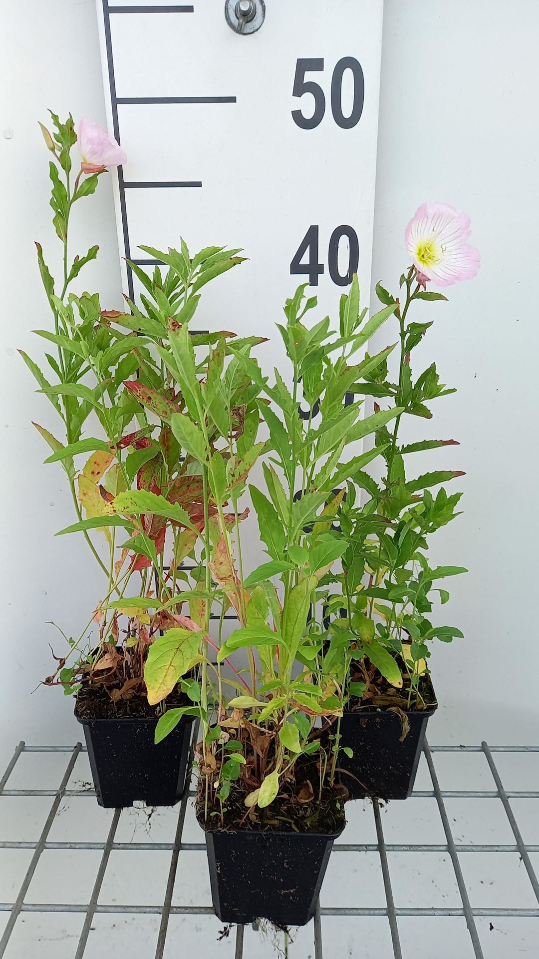 Oenothera speciosa - pot 9x9 cm afbeelding