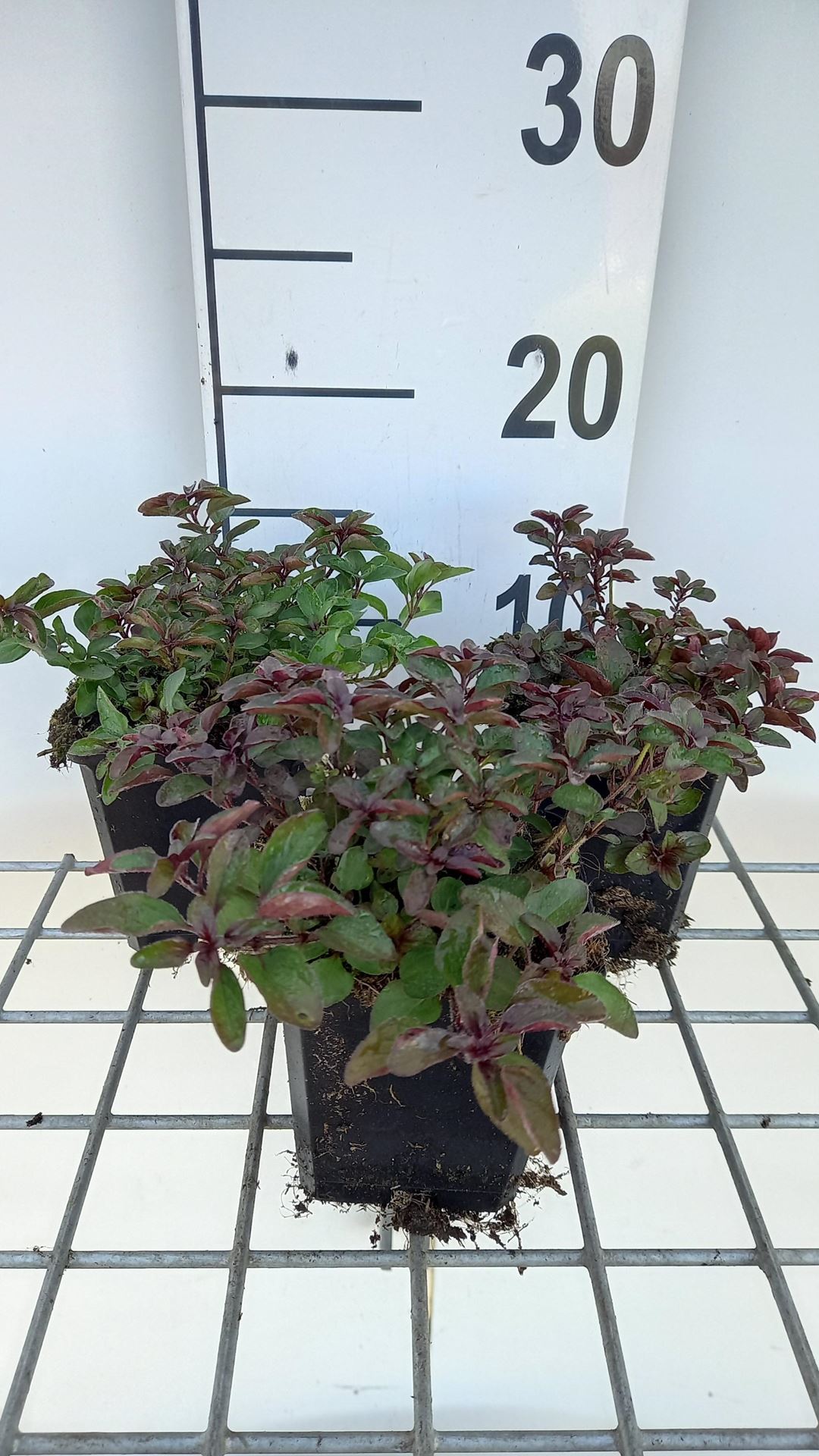 Origanum laevigatum'Herrenhausen'- pot 9x9 cm - Marjolein afbeelding