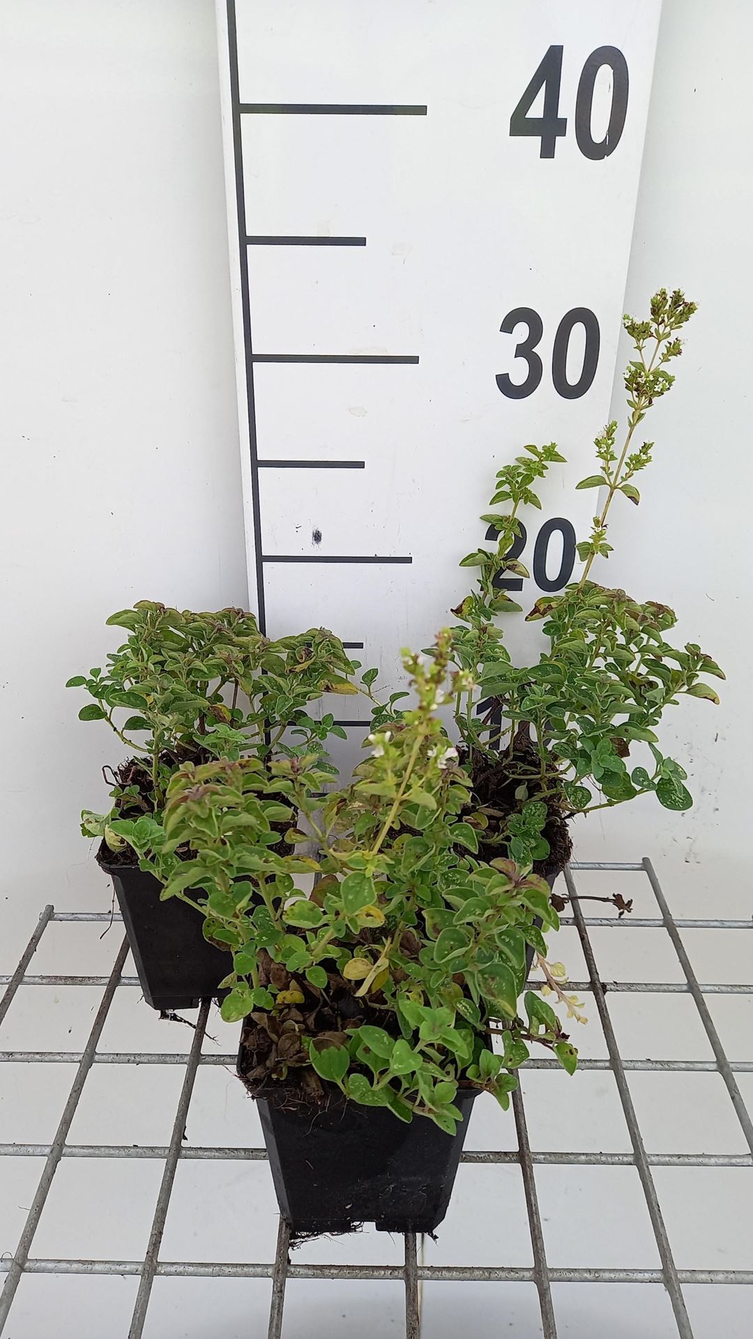 Origanum vulgare'Hot Spicy'- pot 9x9 cm (Marjolein'Hot&Spicy') afbeelding