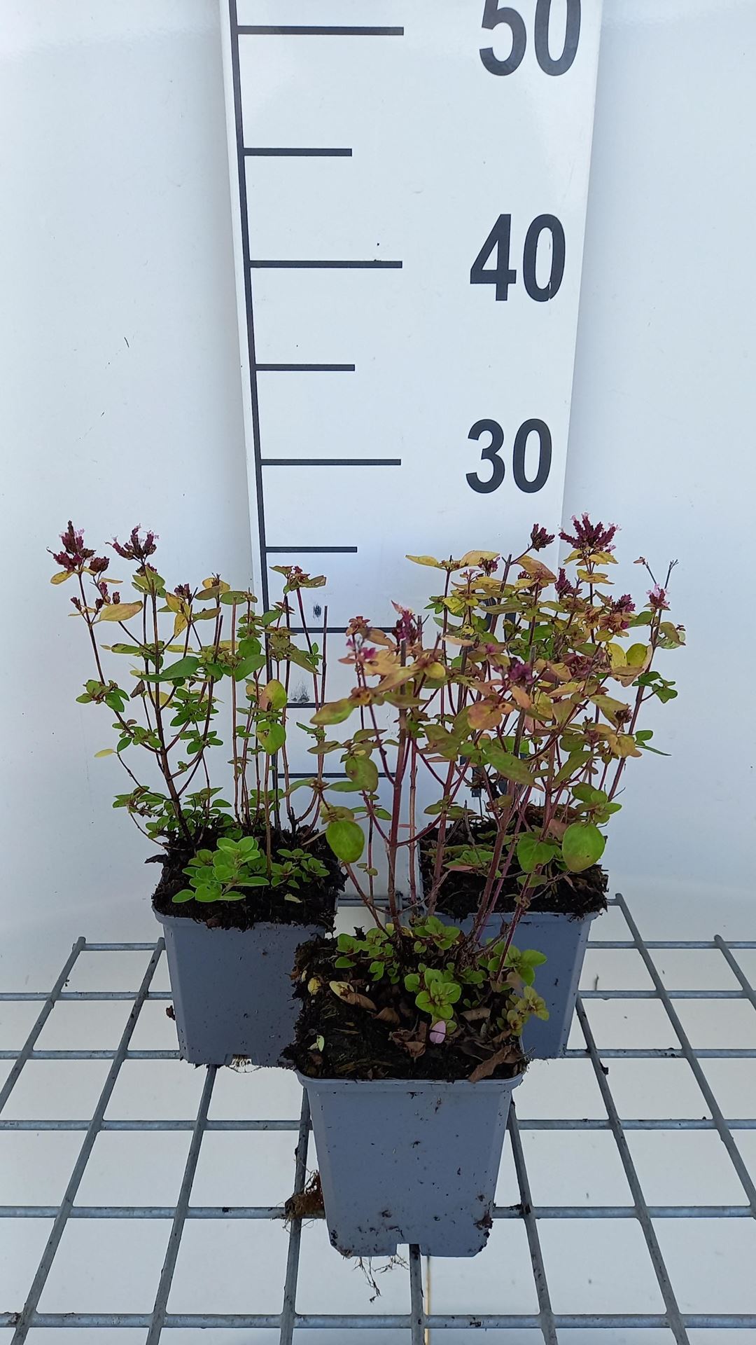 Origanum vulgare'Thumble's Variety'- pot 9x9 cm afbeelding