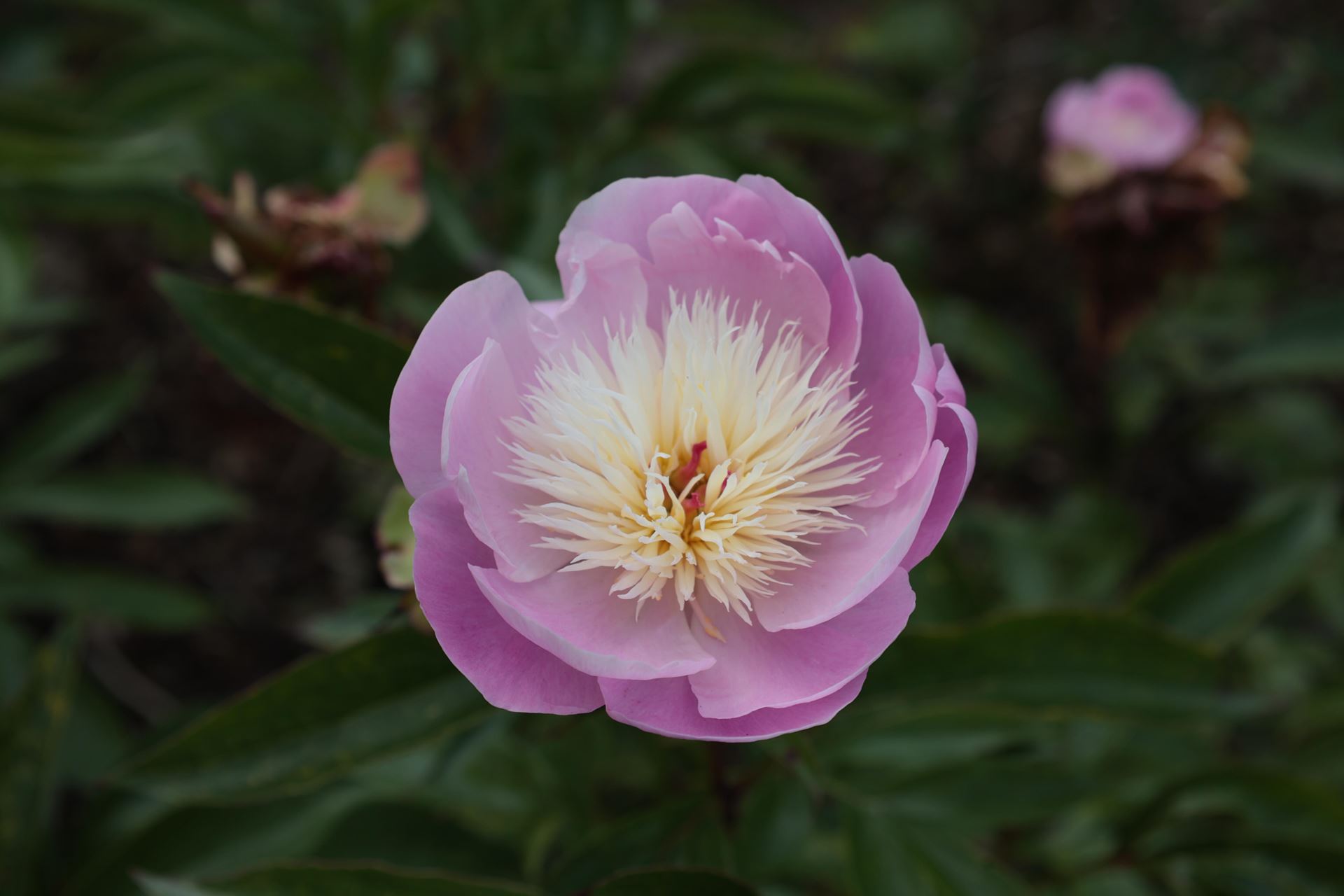 Paeonia'Blaze of Beauty'- pot 1L afbeelding
