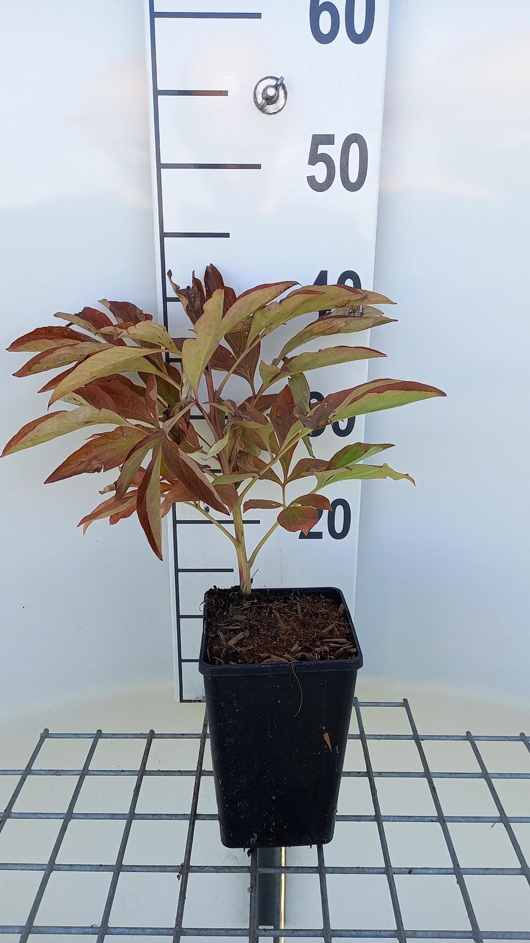 Paeonia'Immaculée'- pot 1L afbeelding