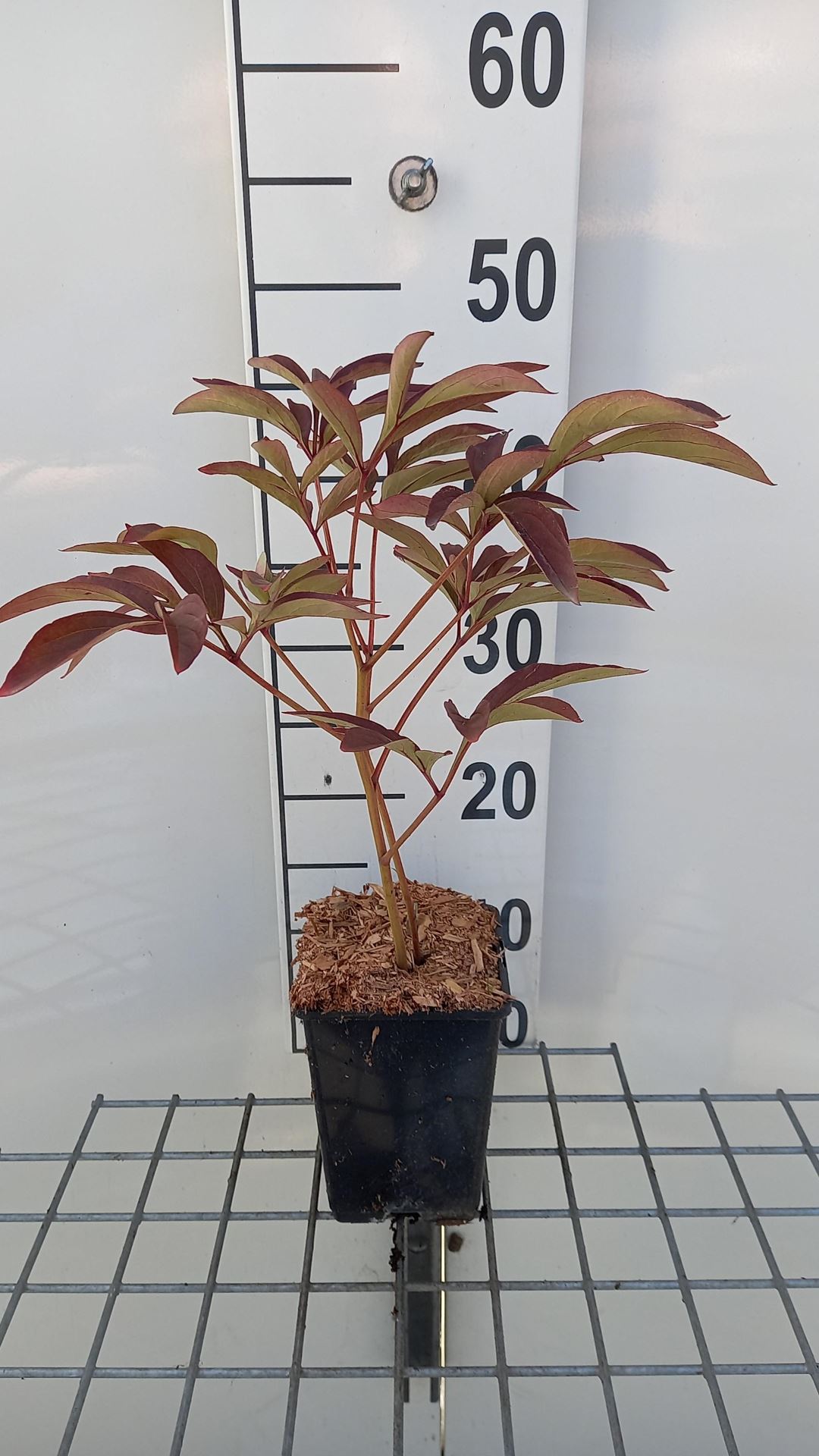 Paeonia 'Victoire de la Marne' - pot 1L