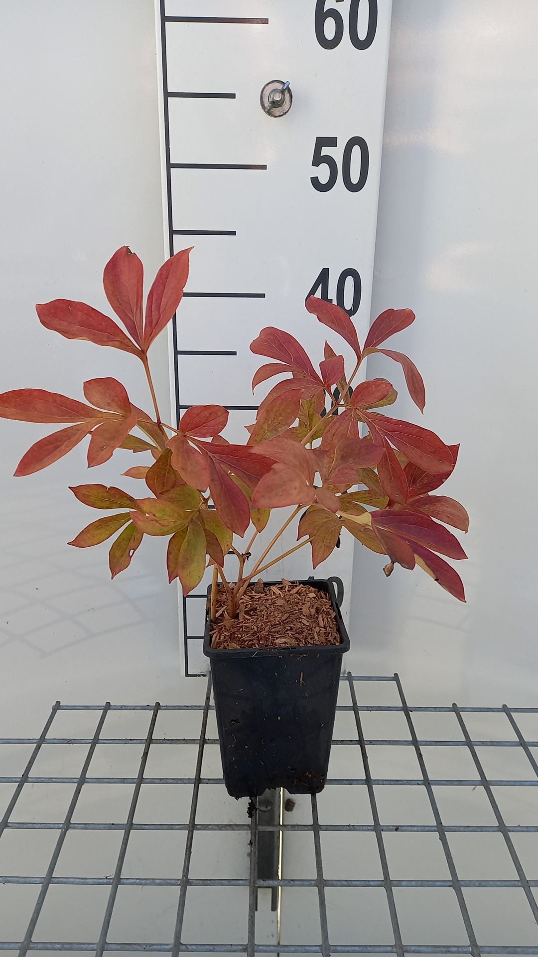 Paeonia 'Nymphe' - pot 1L