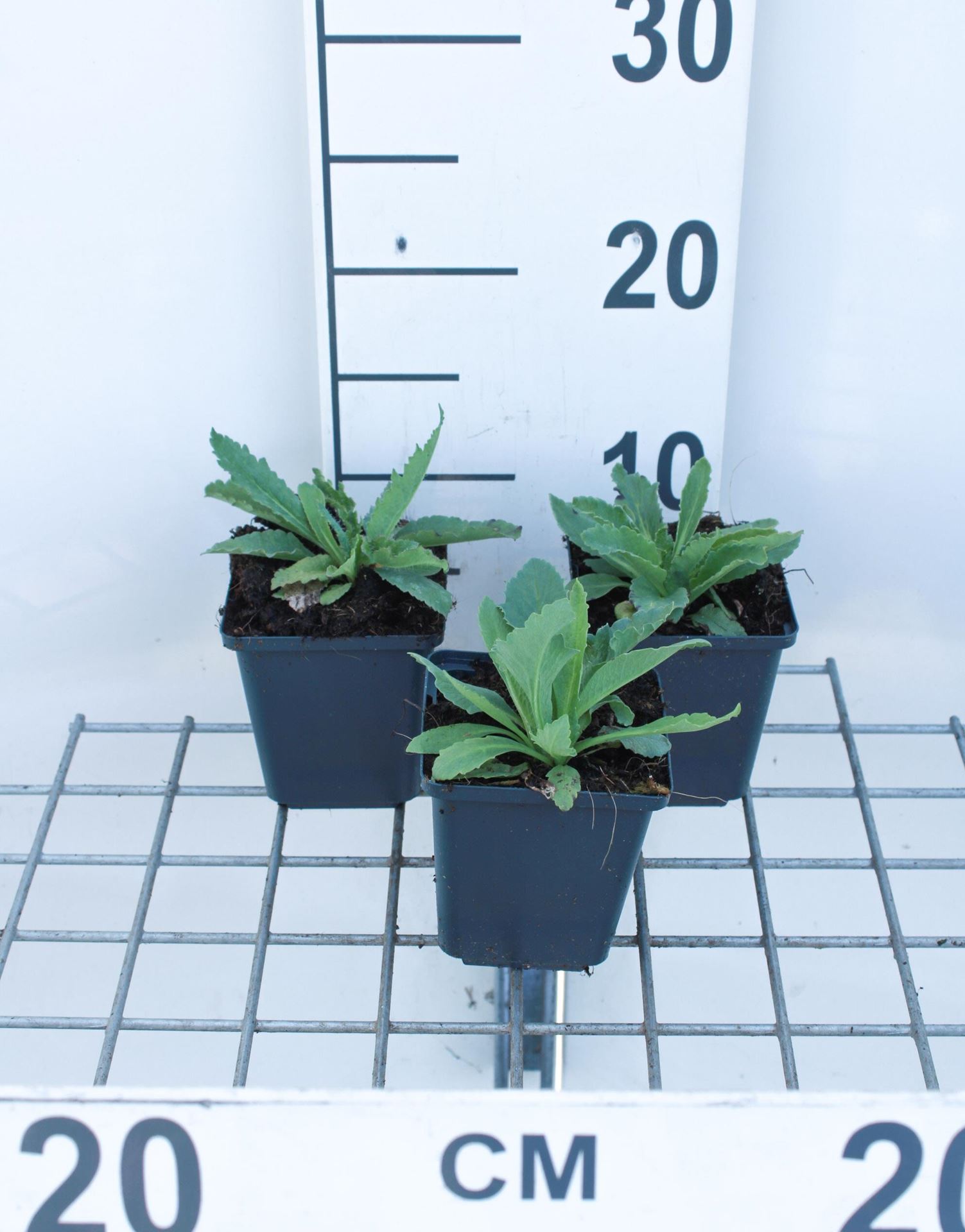 Papaver orientale'Brilliant'- pot 9x9 cm - Klaproos afbeelding