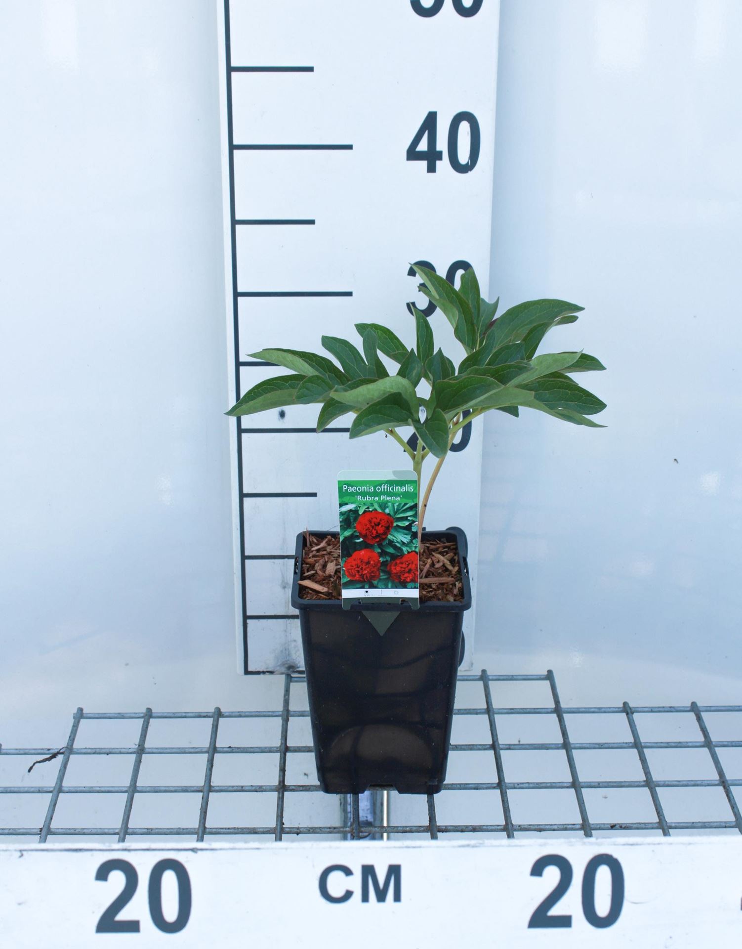Paeonia officinalis 'Rosea Plena' - pot 1L