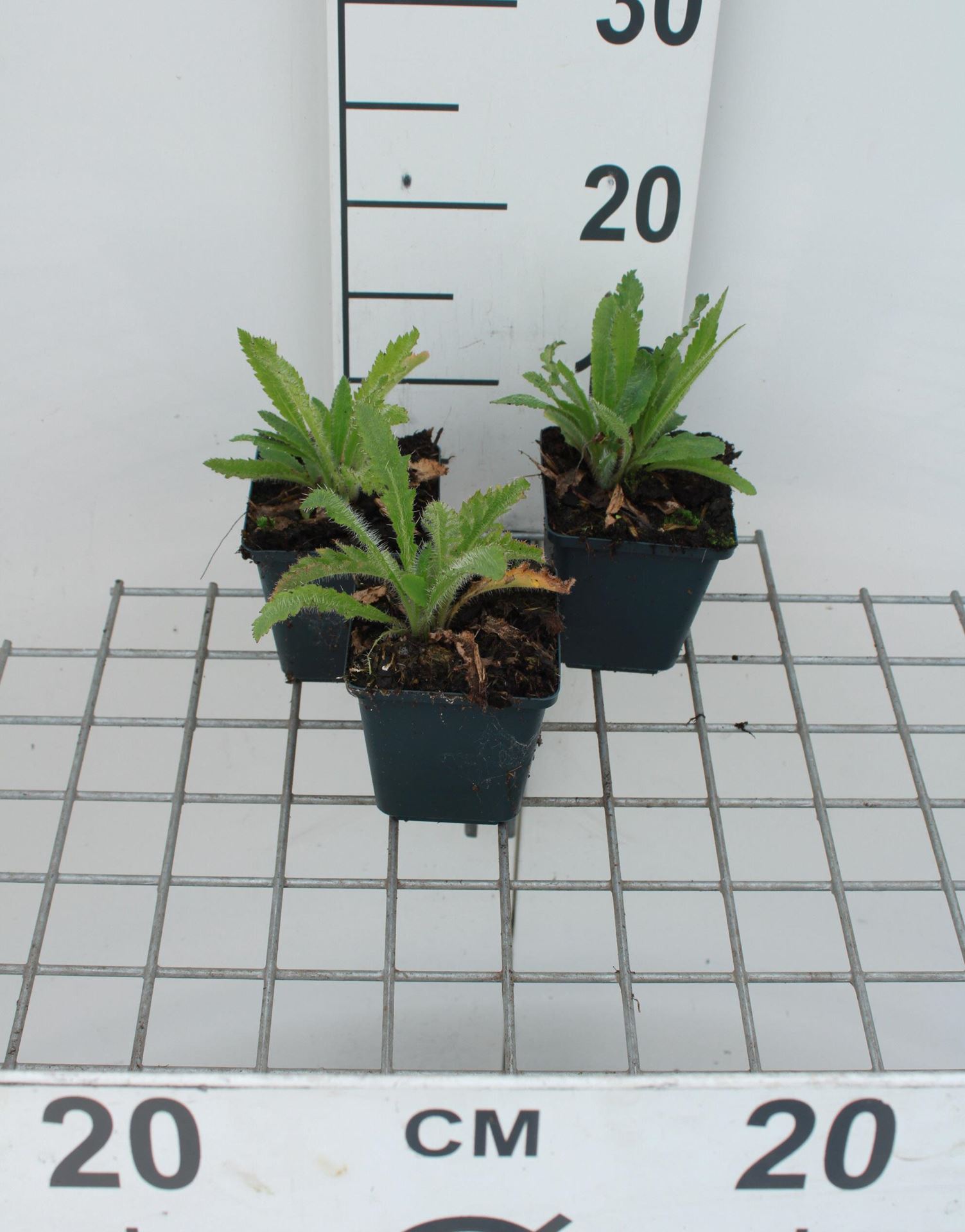 Papaver orientale'Royal Wedding'- pot 9x9 cm afbeelding