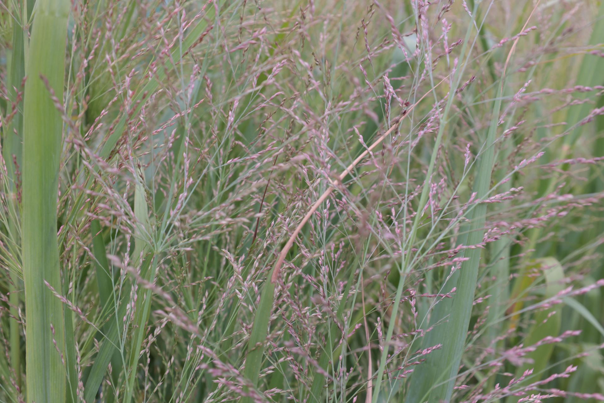 Panicum virgatum'Cloud Nine'- pot 9x9 cm - Vingergras / Parelgierst afbeelding