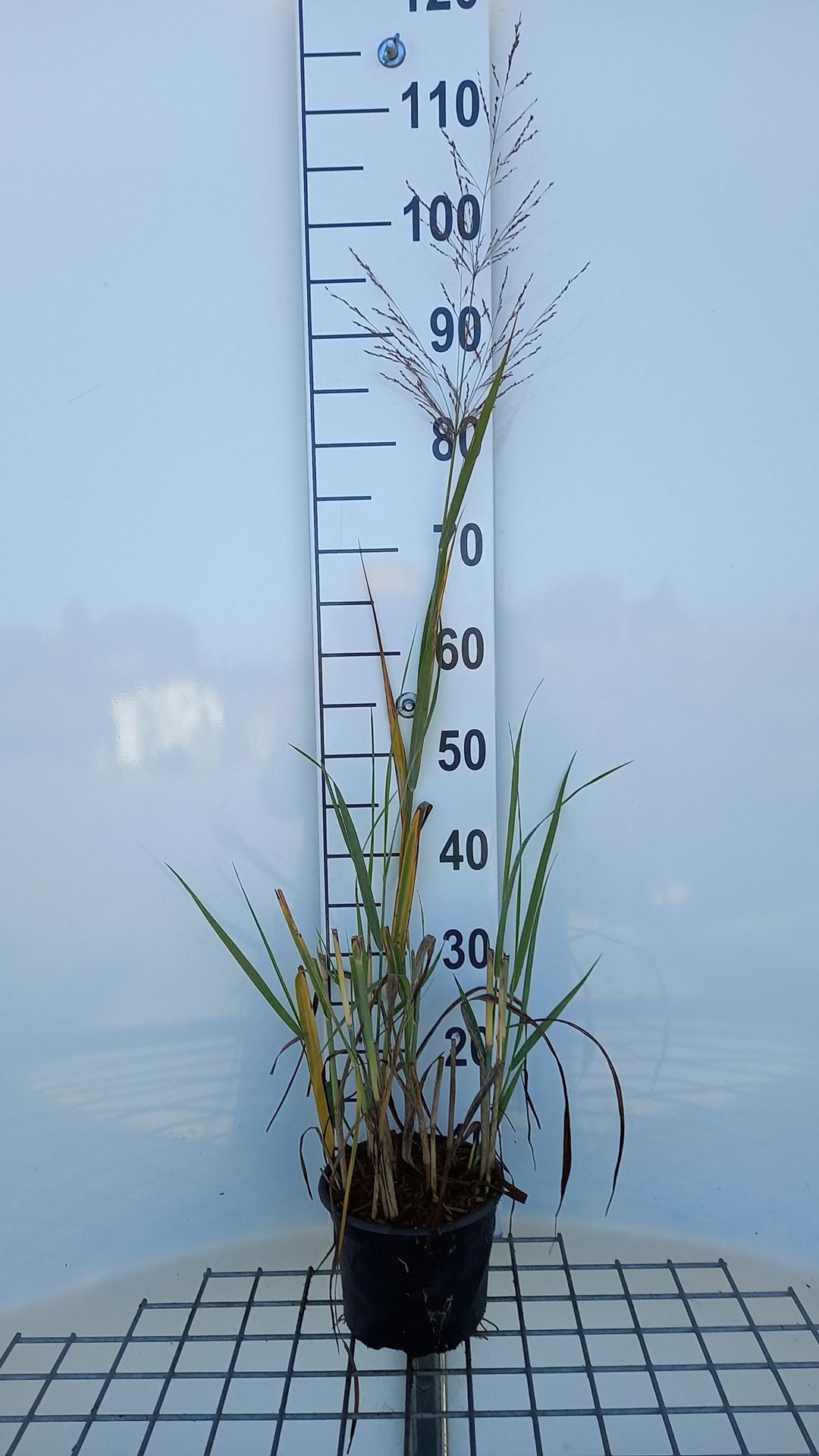 Panicum virgatum'Dallas Blues'- pot 9x9 cm afbeelding