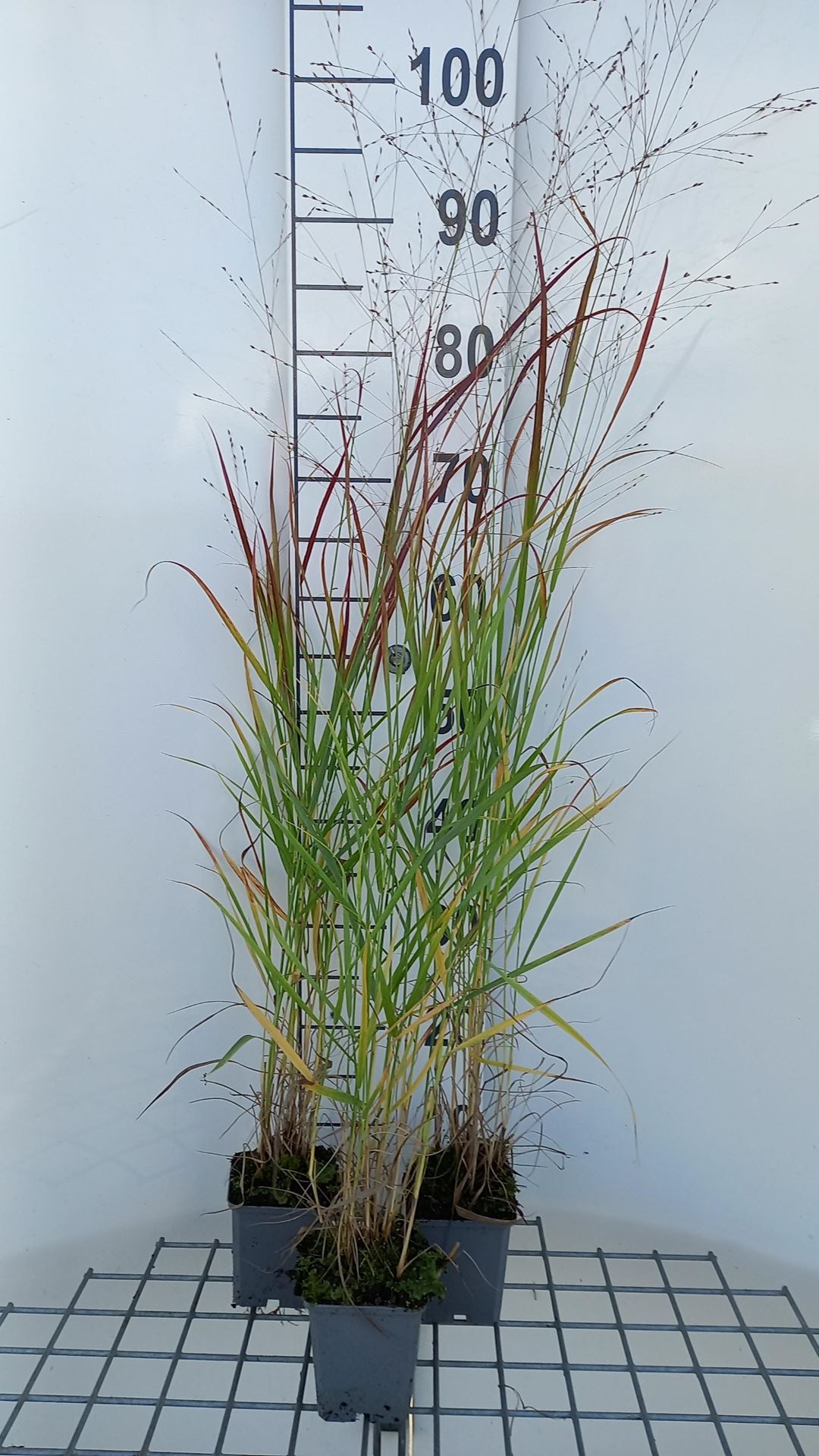 Panicum virgatum'Hänse Herms'- pot 9x9 cm afbeelding
