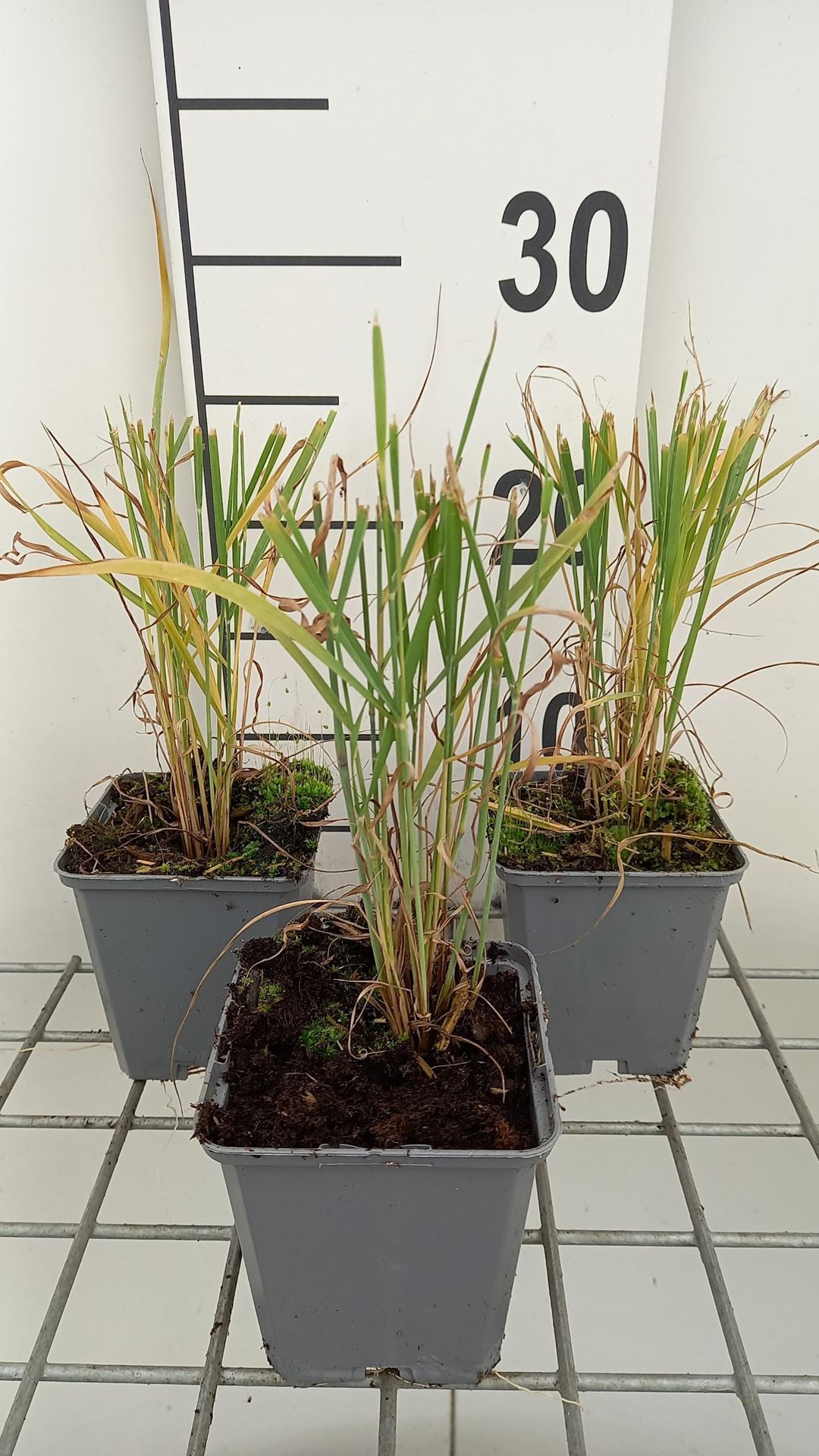 Panicum virgatum - pot 9x9 cm afbeelding