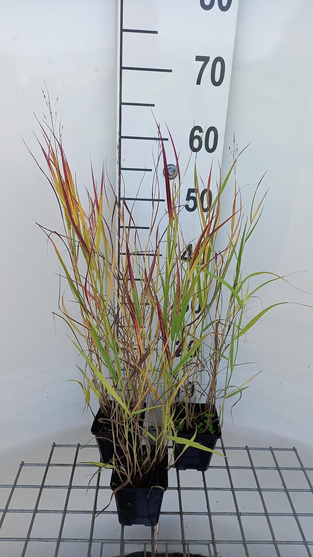 Panicum virgatum'Shenandoah'- pot 9x9 cm afbeelding