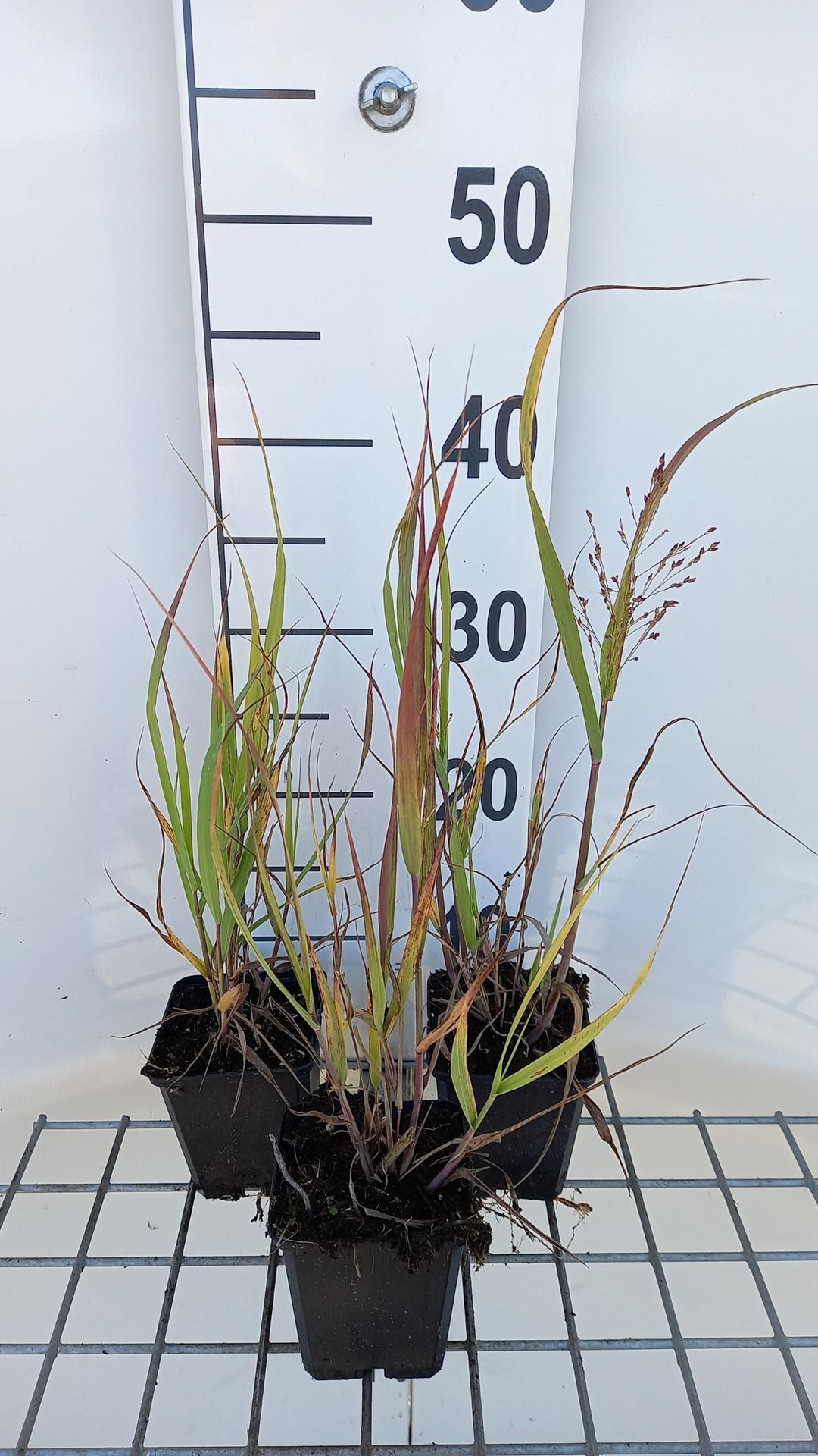 Panicum virgatum'Strictum'- pot 9x9 cm afbeelding