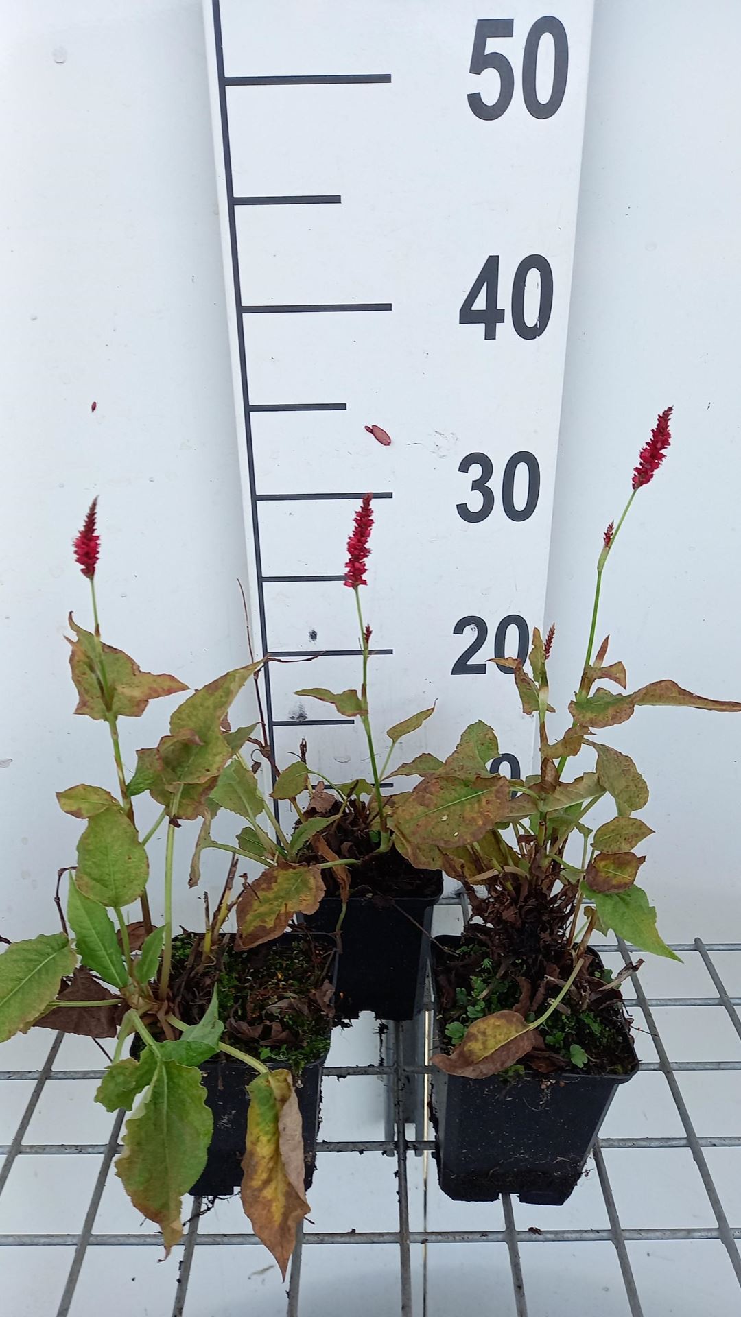 Persicaria ampl.'Anne's Choice'® - pot 9x9 cm afbeelding