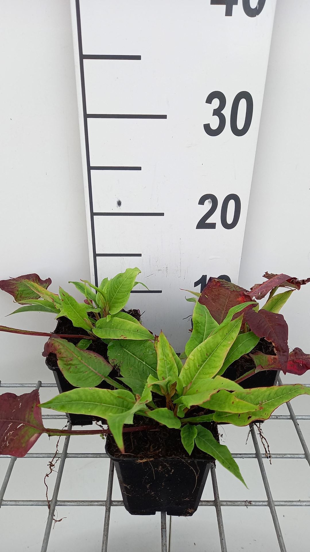Persicaria amp.'Alba Junior'- pot 9x9 cm afbeelding
