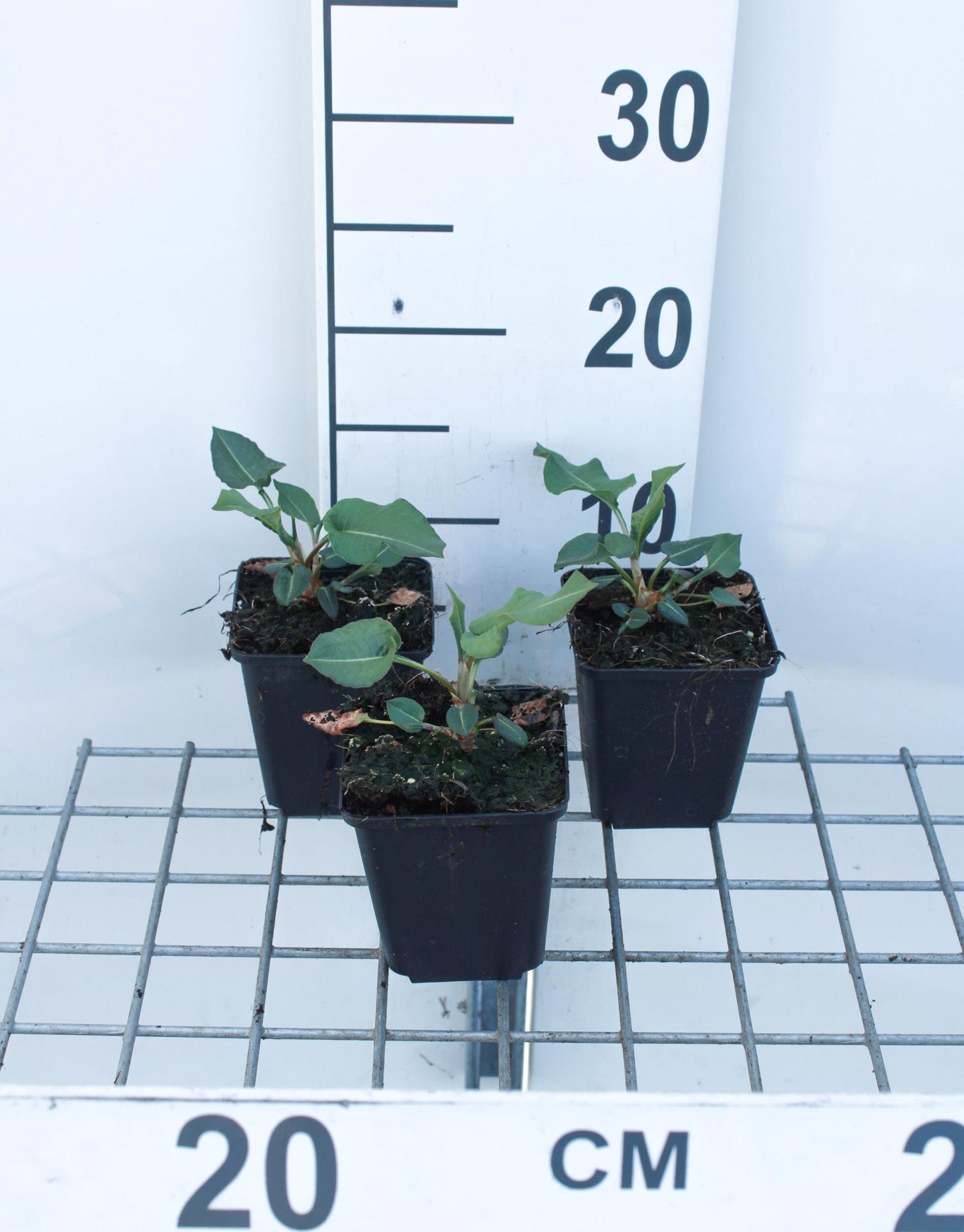 Persicaria amplexicaulis'Amethyst Summer'- pot 9x9 cm afbeelding