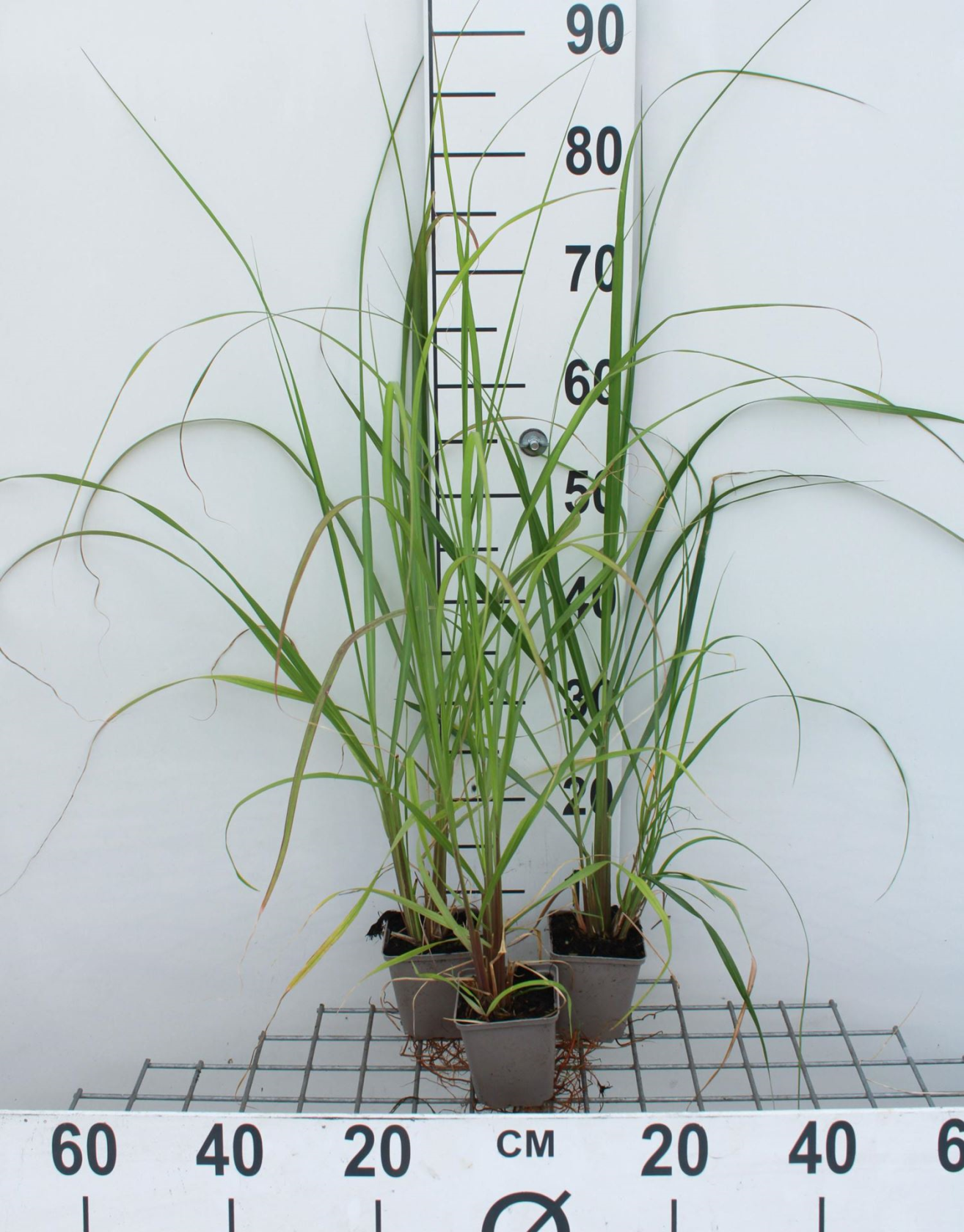 Pennisetum alopecuroides'Black Beauty'- pot 9x9 cm - Lampenpoetsersgras afbeelding