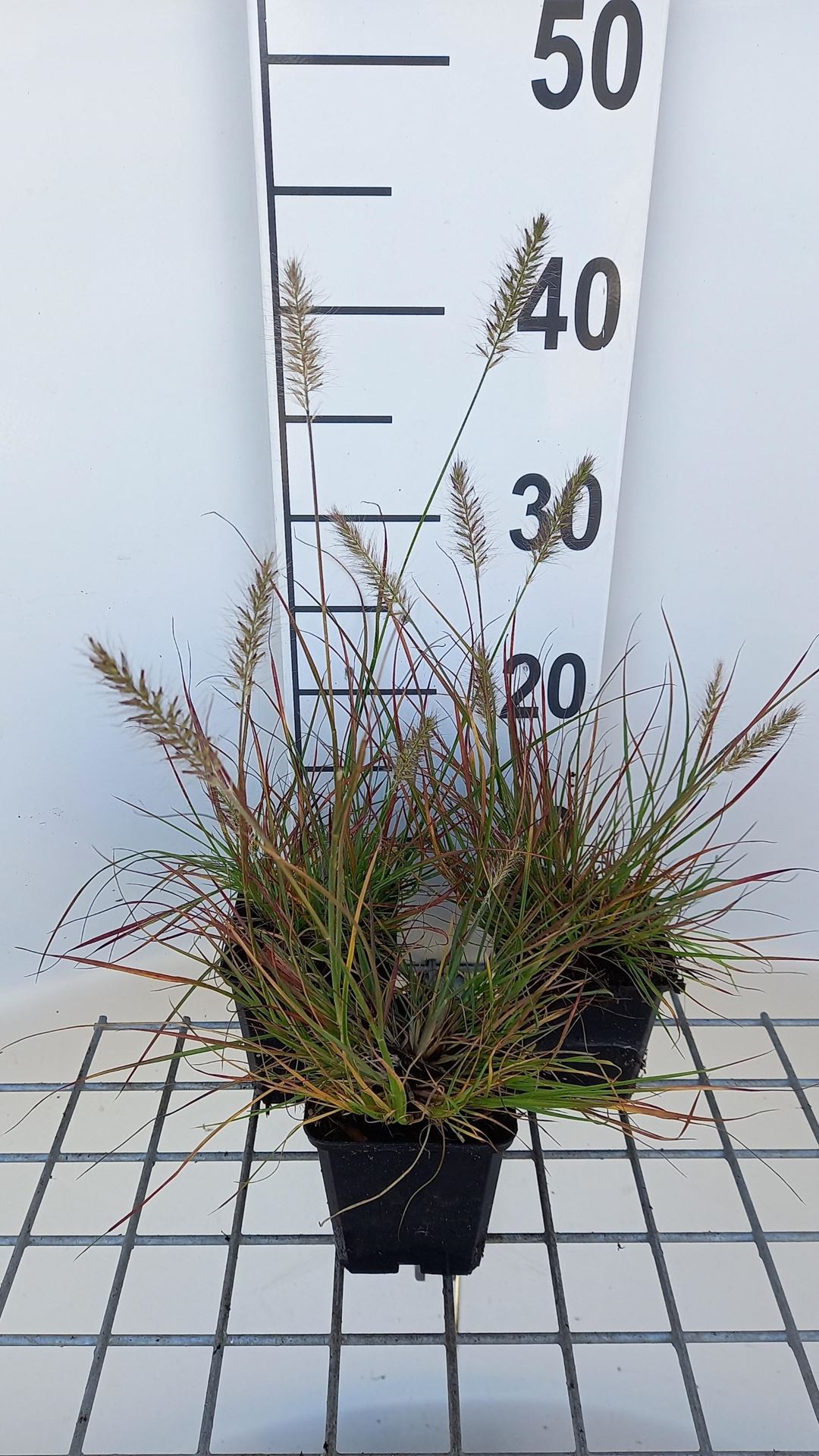 Pennisetum alopecuroides 'Burgundy Bunny' - pot 9x9 cm