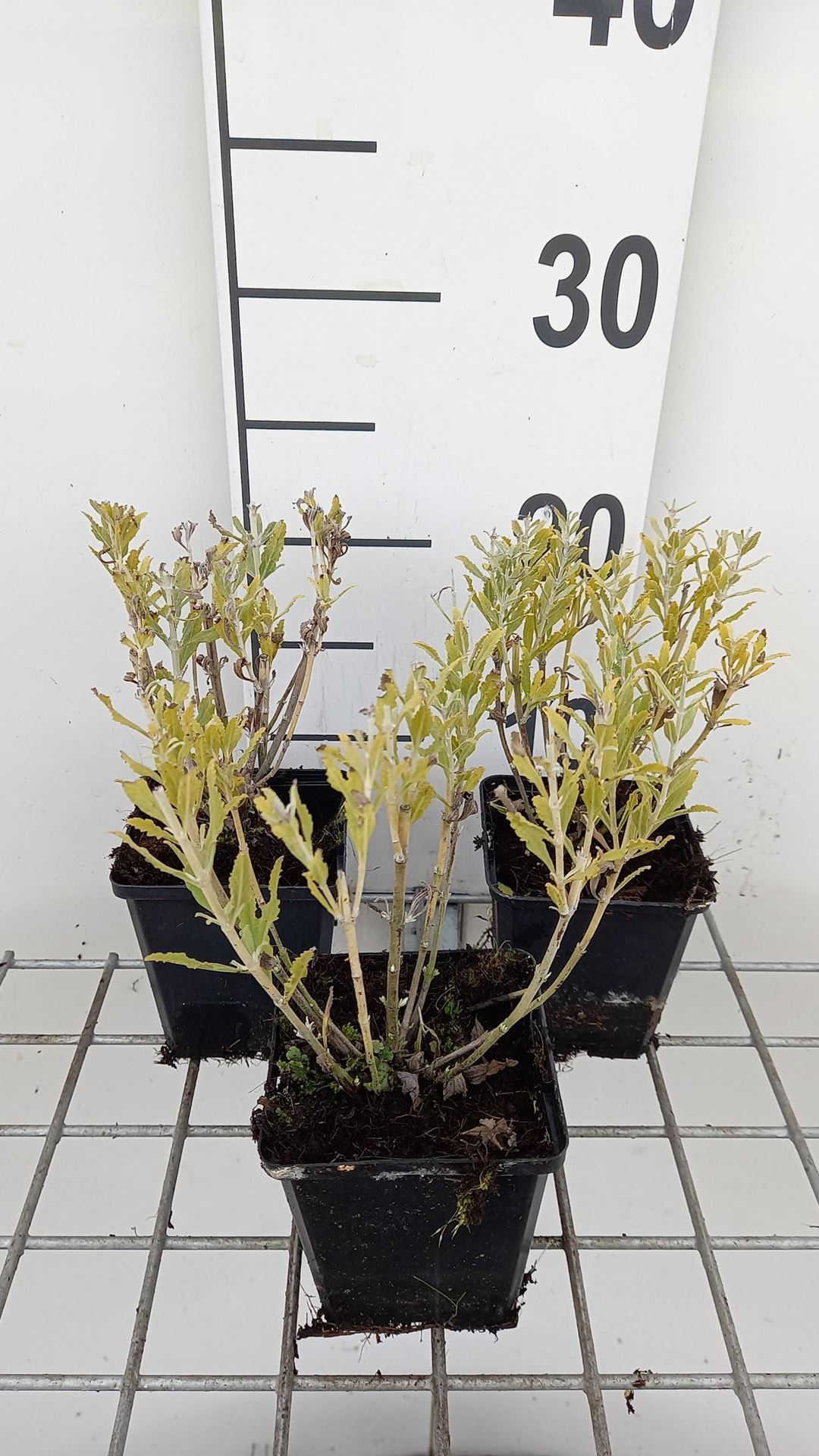 Perovskia atriplicifolia'Blue Steel'- pot 9x9 cm afbeelding