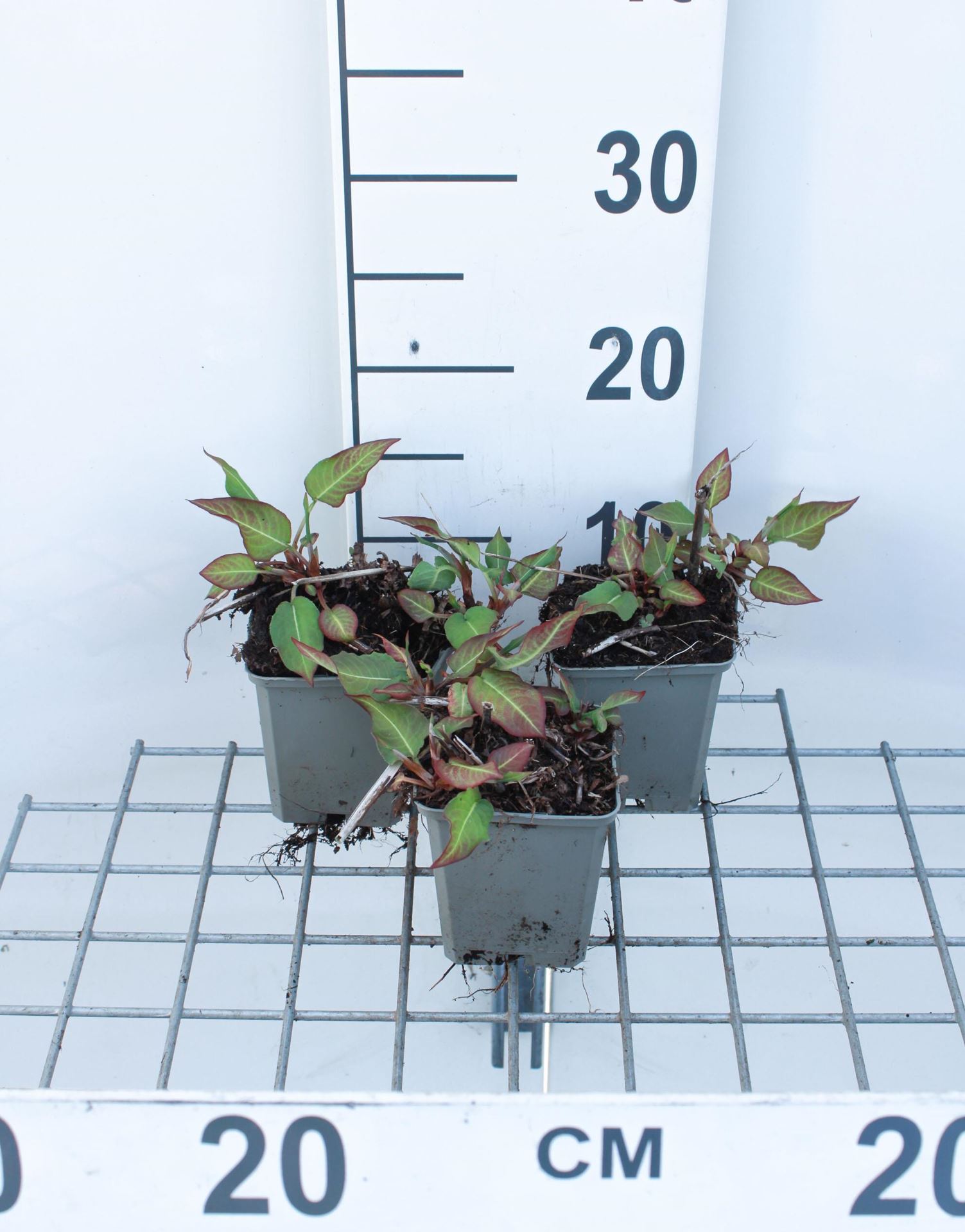 Persicaria amplexicaulis'JS Calor'- pot 9x9 cm afbeelding