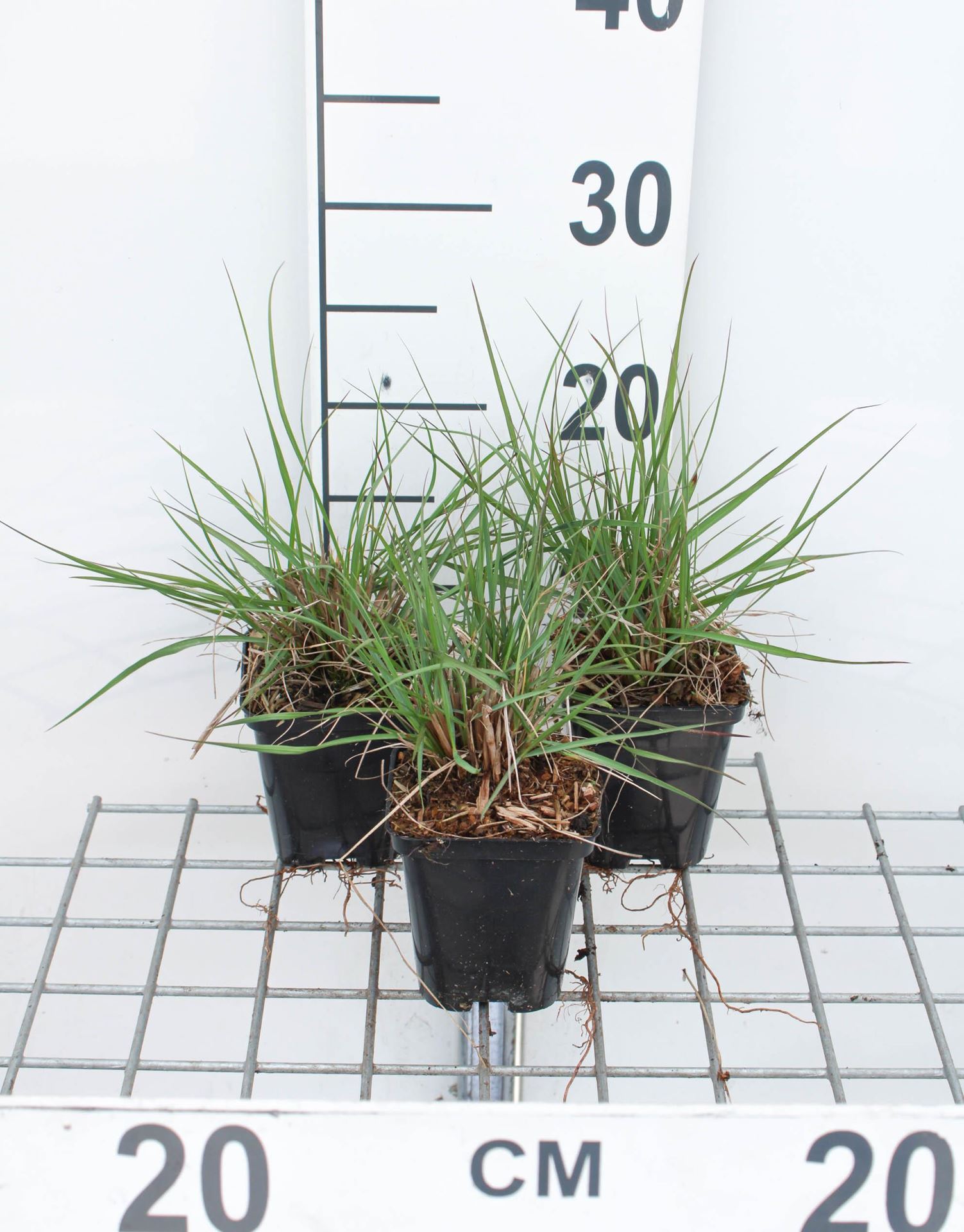 Pennisetum alopecuroides'Cassian'- pot 9x9 cm - Lampepoetsersgras afbeelding