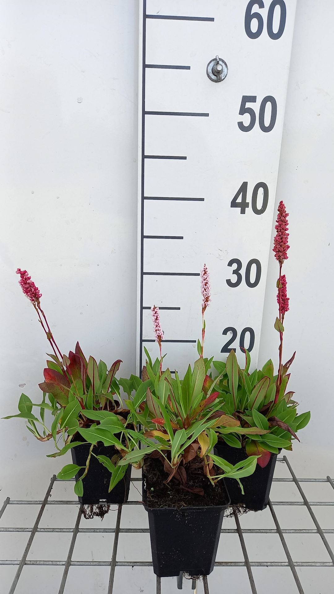 Persicaria aff.'Dimity'- pot 9x9 cm afbeelding