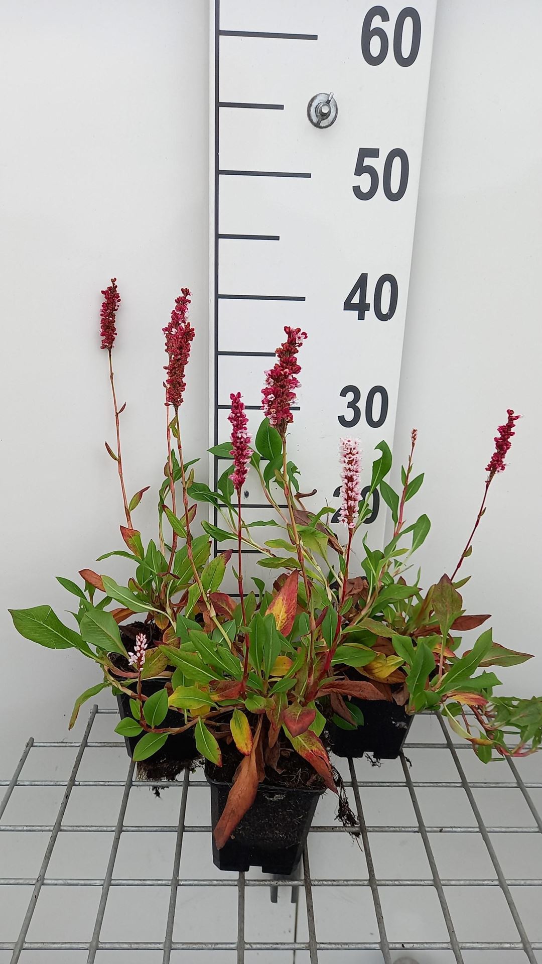 Persicaria affinis'Donald Lowndes'- pot 9x9 cm - Duizendknoop afbeelding