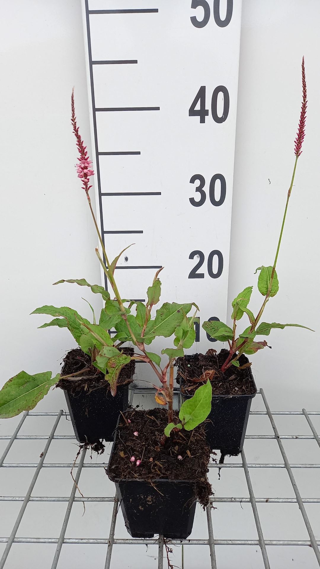 Persicaria amplexicaulis'Fascination'- pot 9x9 cm - Duizendknoop afbeelding