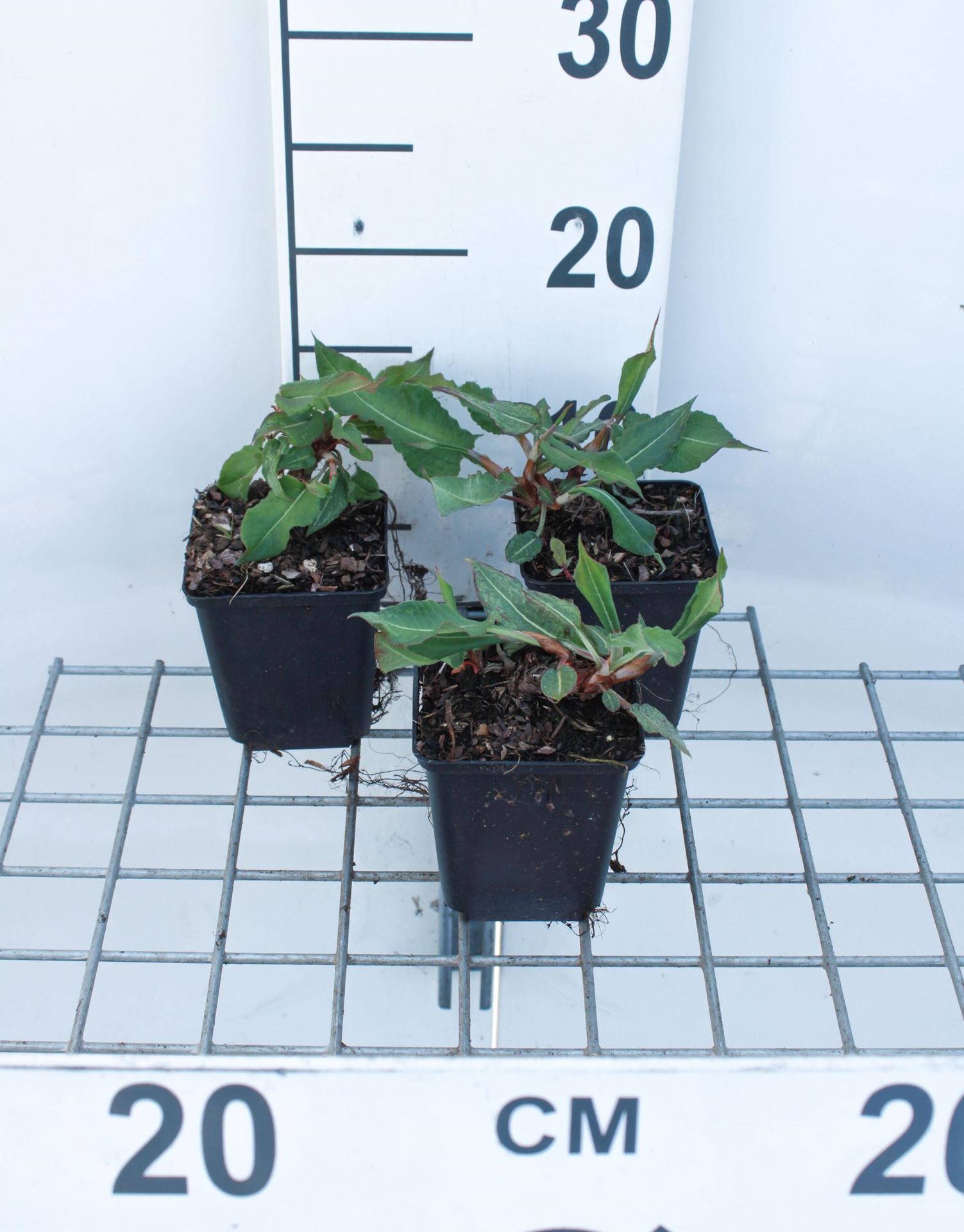Persicaria amplexicaulis'Fat Domino'- pot 9x9 cm afbeelding