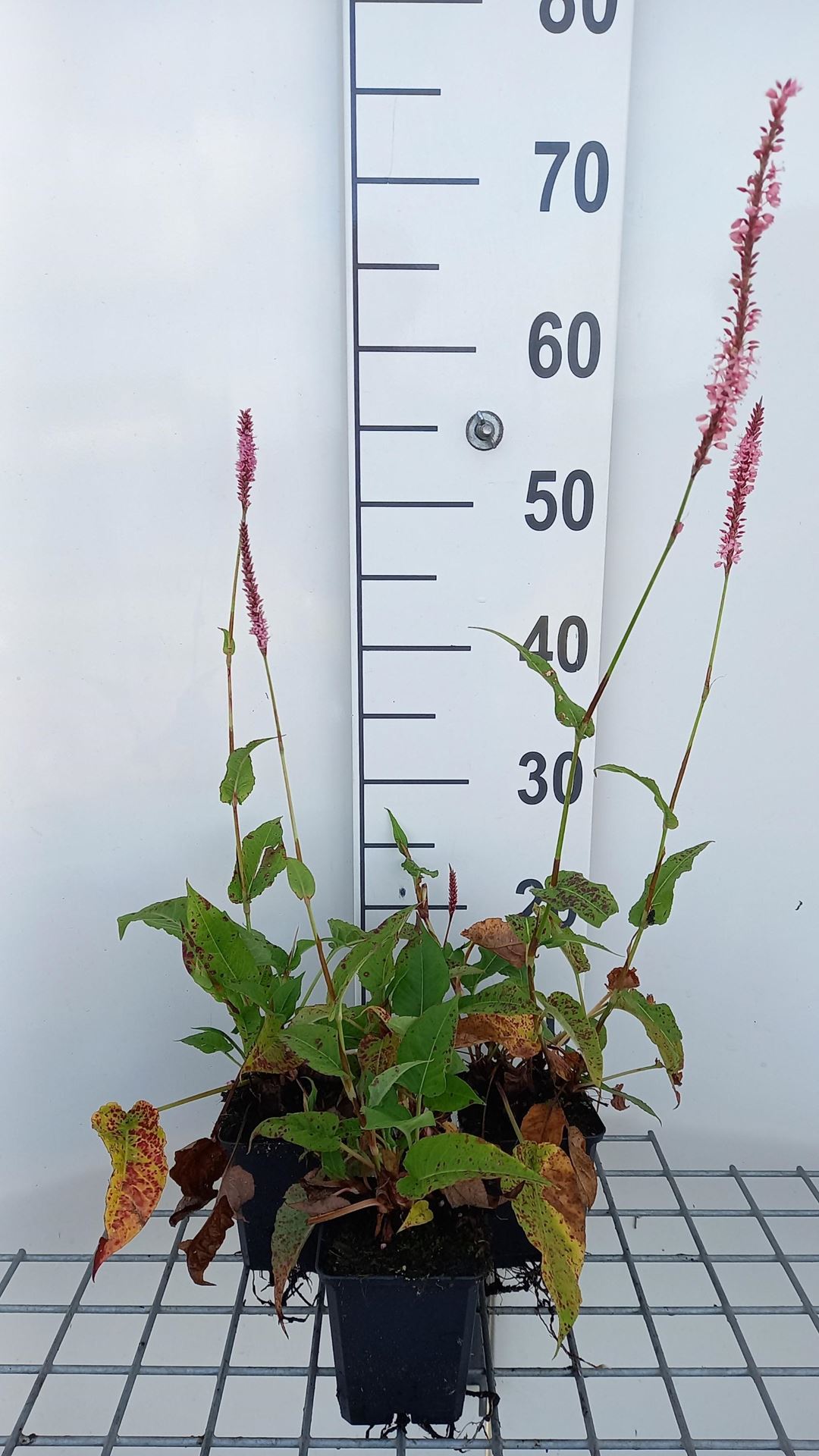 Persicaria amplexicaulis'Fine Pink'- pot 9x9 cm afbeelding