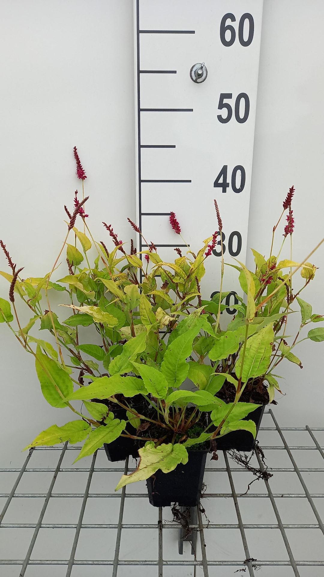 Persicaria amplexicaulis'Golden Arrow'- pot 9x9 cm - Paddenlelie / Armeluisorchidee afbeelding