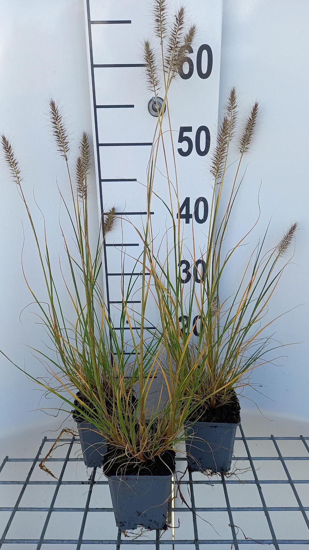 Pennisetum alopecuroides'Goldstrich'- pot 9x9 cm afbeelding