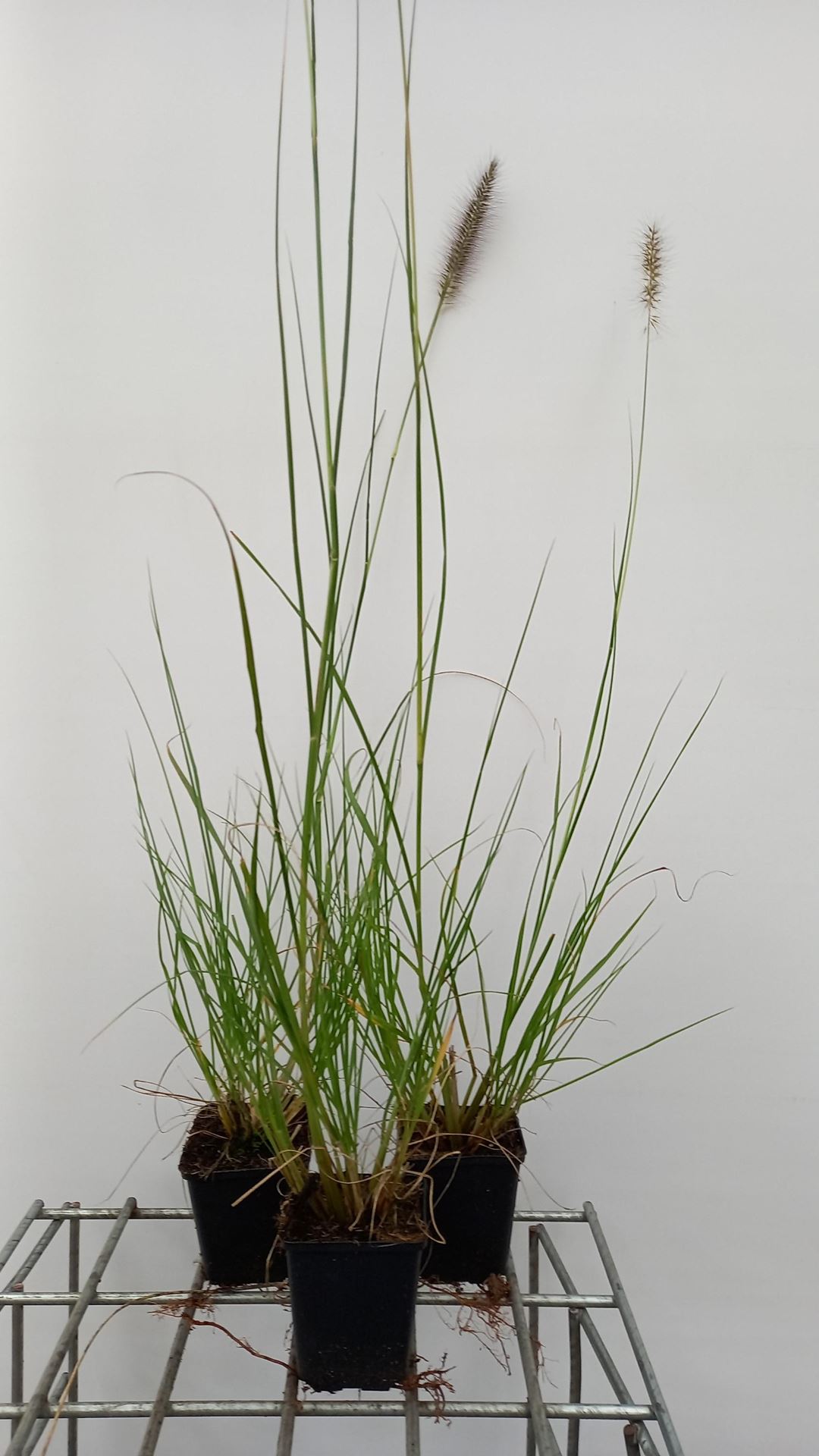 Pennisetum alopecuroides 'Herbstzauber' - pot 9x9 cm -