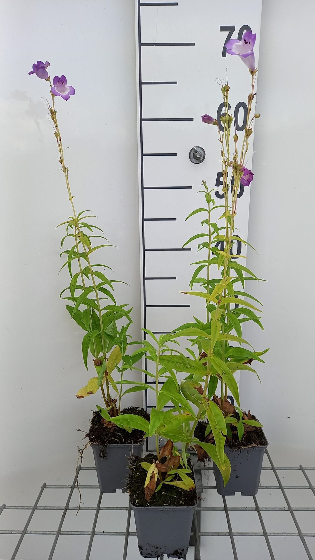 Penstemon'Alice Hindley'- pot 9x9 cm afbeelding