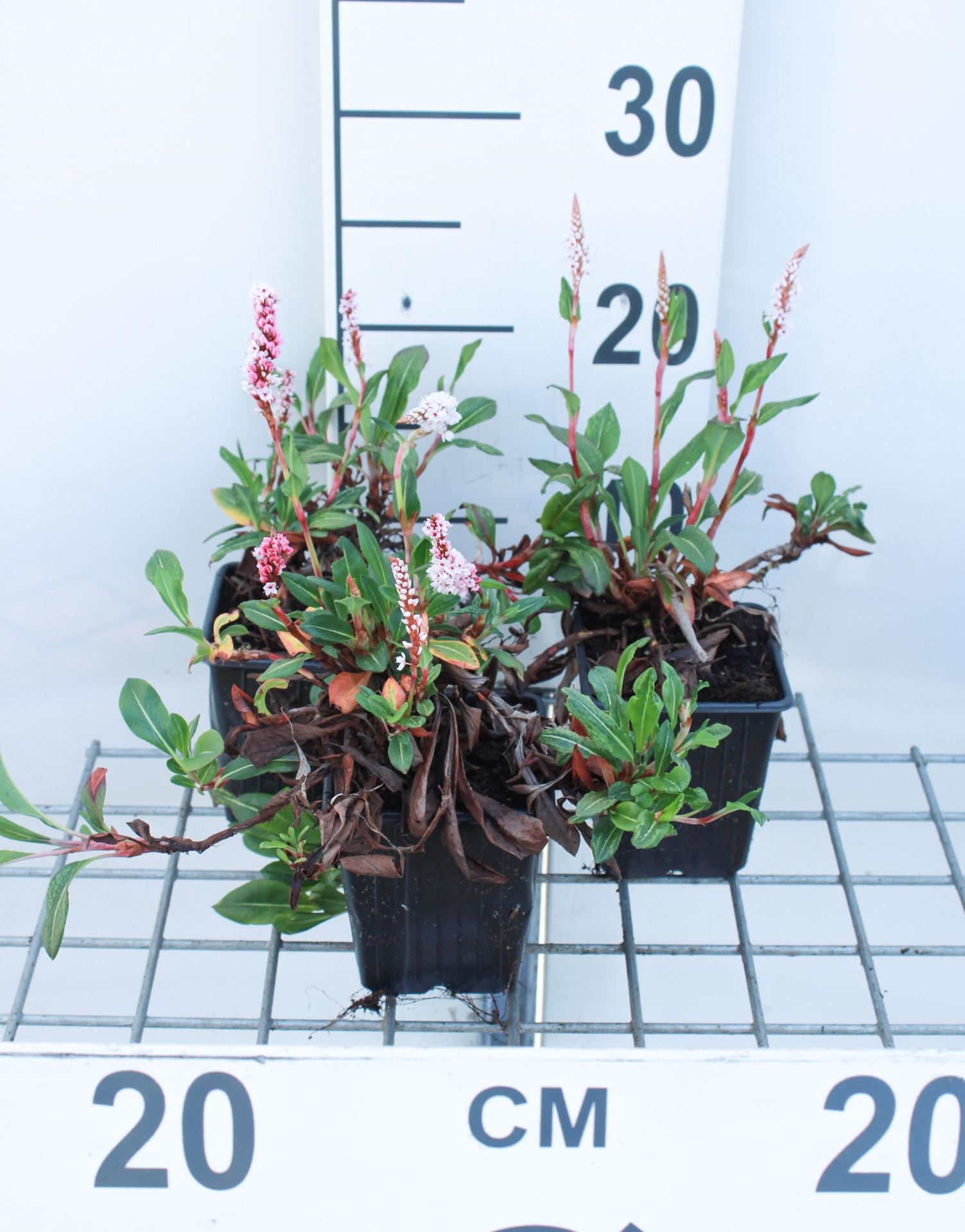 Persicaria affinis'Kabouter'- pot 9x9 cm - Duizendknoop afbeelding