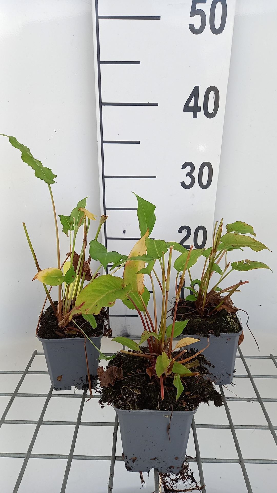 Persicaria amplexicaulis'Lisan'- pot 9x9 cm afbeelding