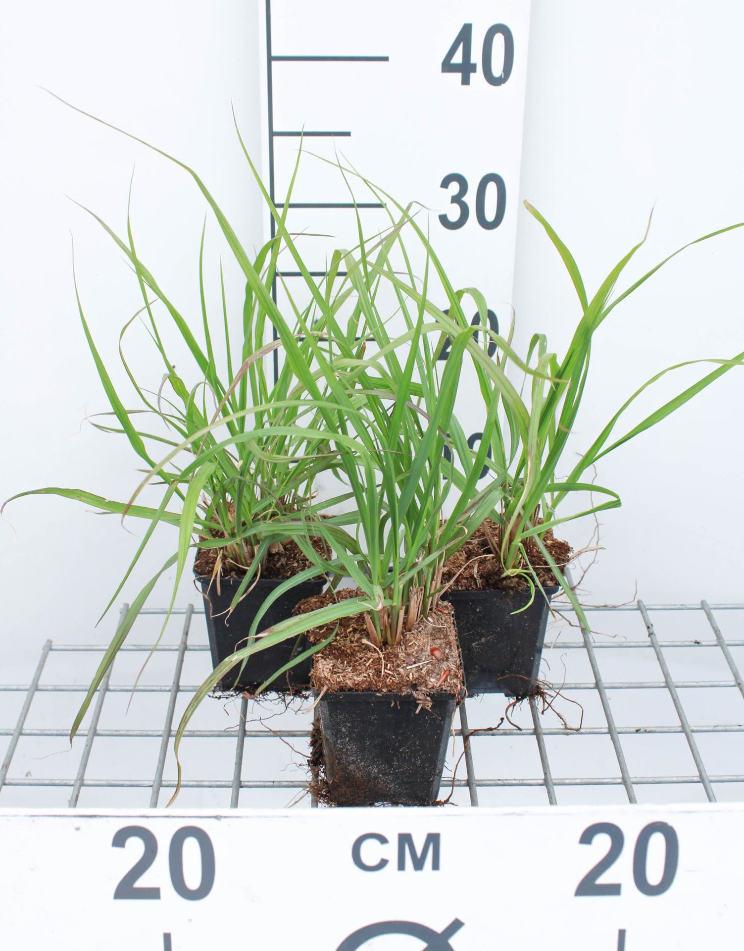 Pennisetum alopecuroides'Moudry'- pot 9x9 cm afbeelding