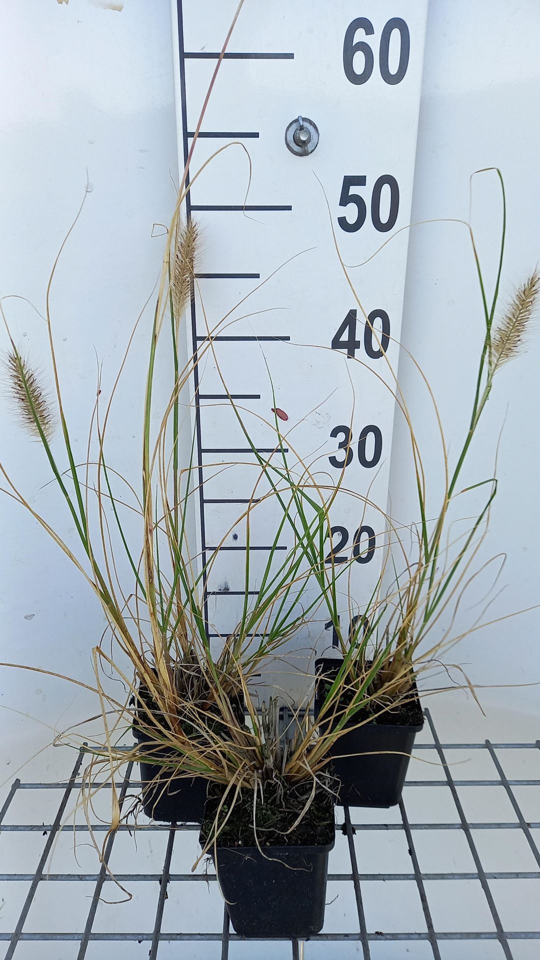 Pennisetum alopecuroides'Reborn'- pot 9x9 cm afbeelding
