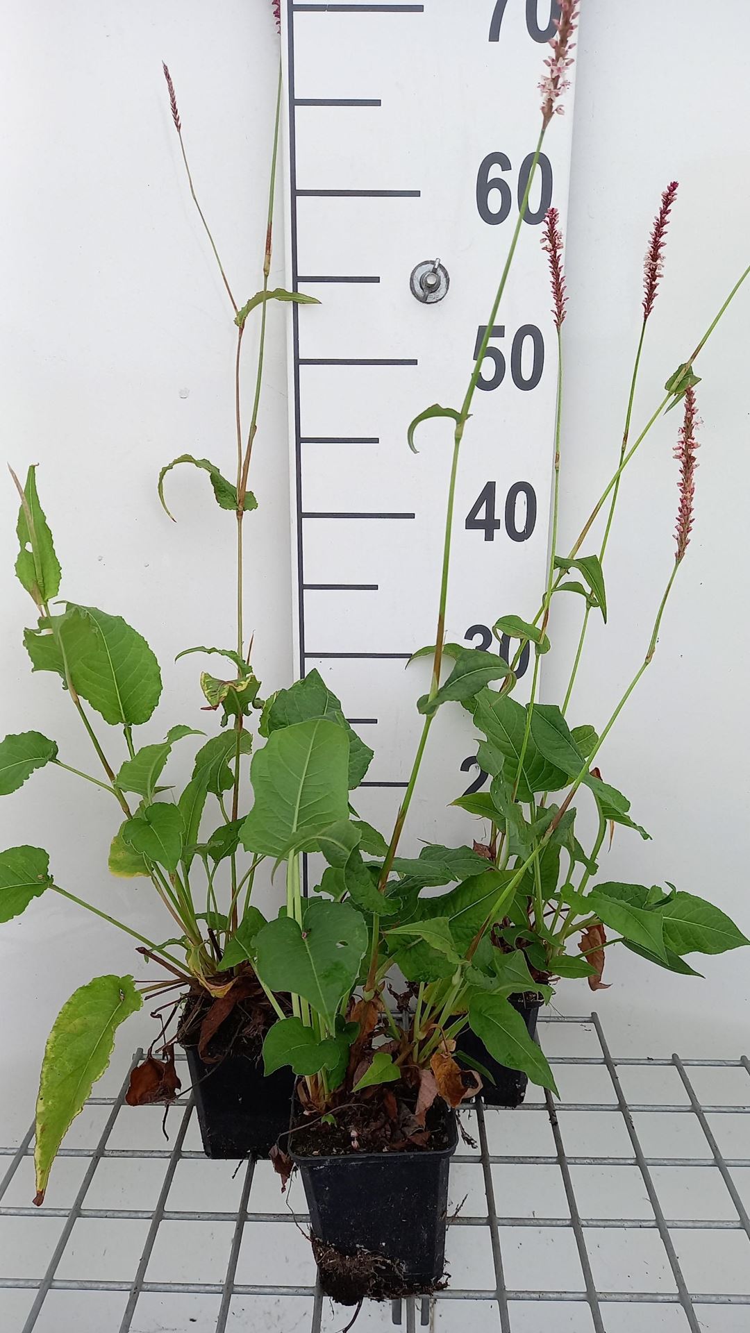 Persicaria amplexicaulis'Rowden Gem'- pot 9x9 cm - Duizendknoop afbeelding