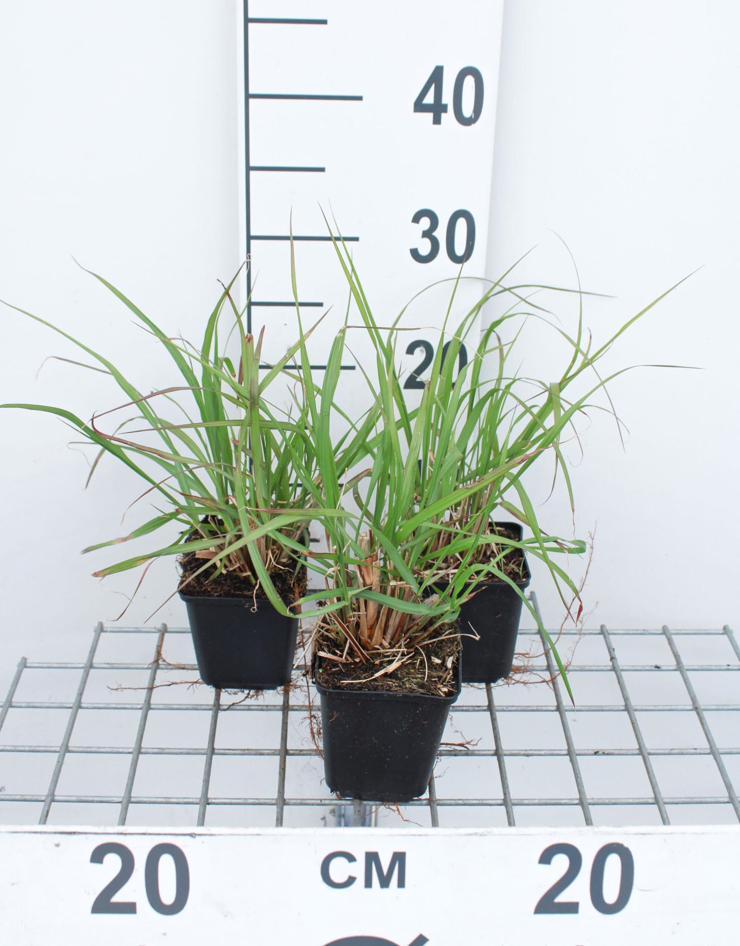 Pennisetum alopecuroides'Red Head'- pot 9x9 cm afbeelding