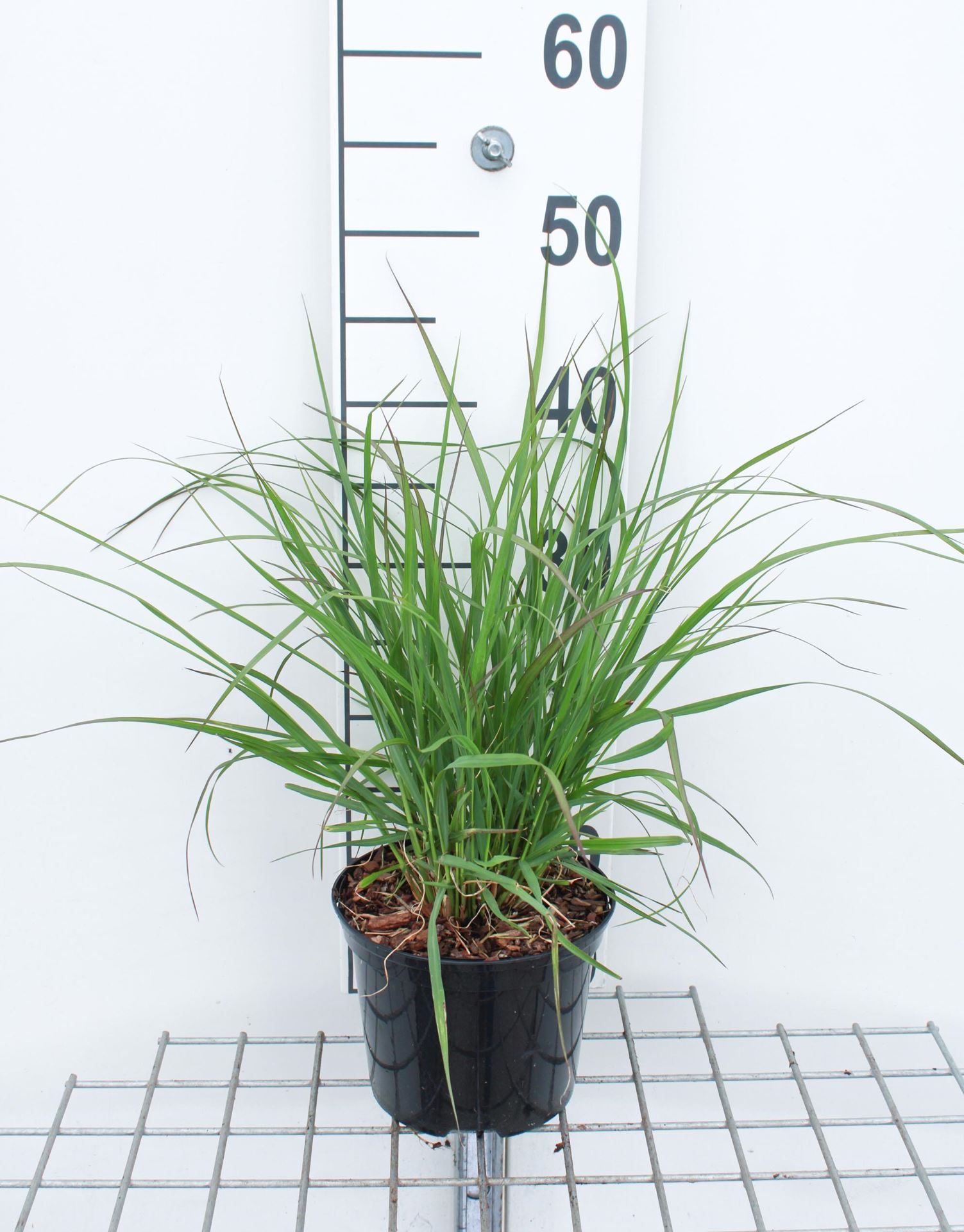 Pennisetum alopecuroides'Red Head'- pot 3L afbeelding