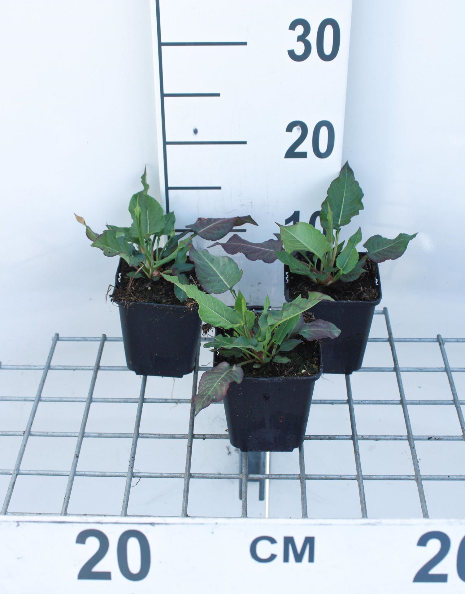 Persicaria amplexicaulis'White Eastfield'- pot 9x9 cm afbeelding