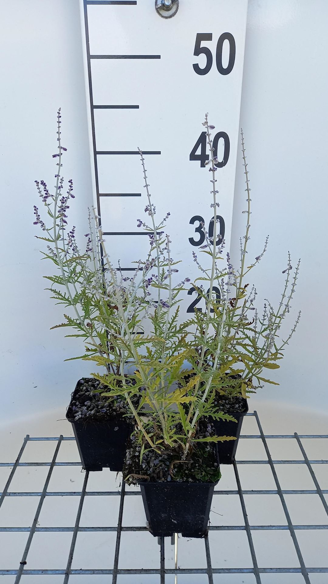 Perovskia atriplicifolia'Blue Jean Baby'- pot 9x9 cm afbeelding