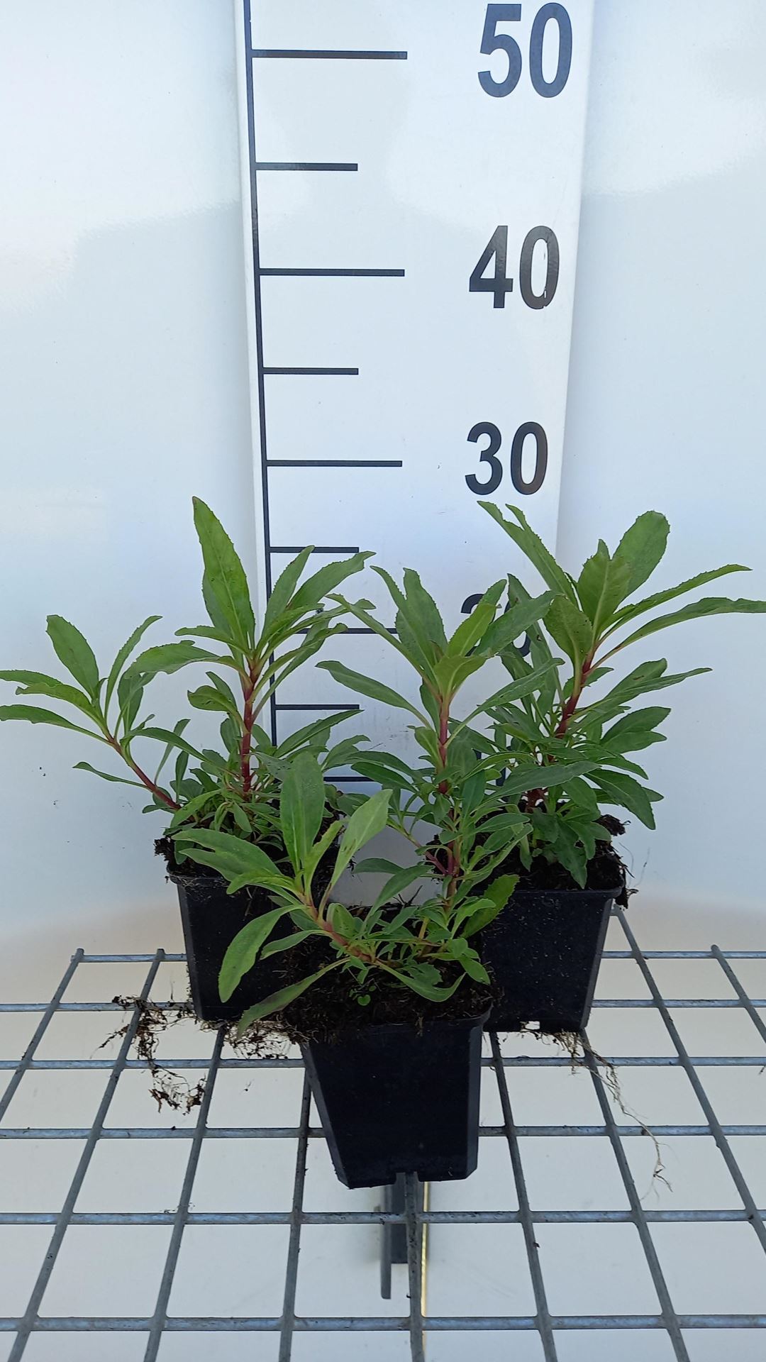 Penstemon'Catherine de la Mare'- pot 9x9 cm afbeelding