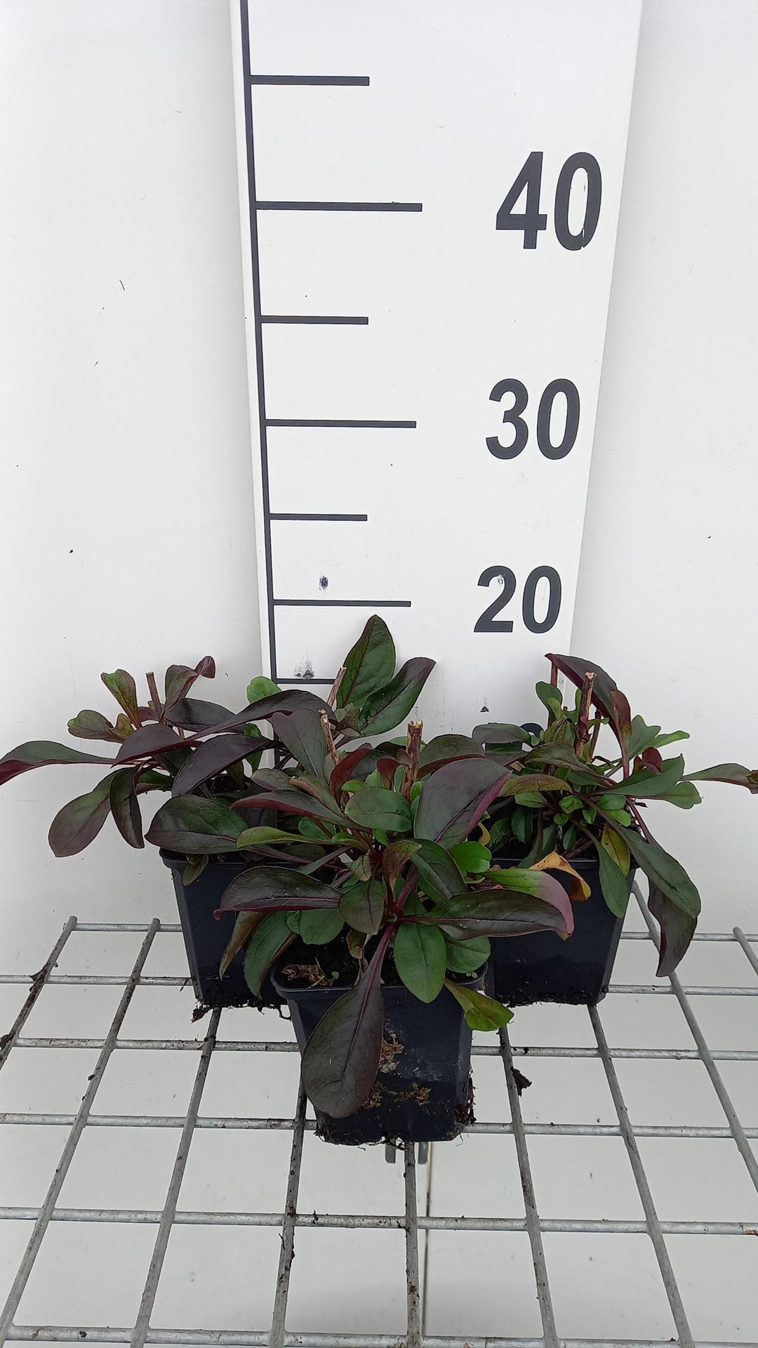 Penstemon'Dark Towers'- pot 9x9 cm - afbeelding