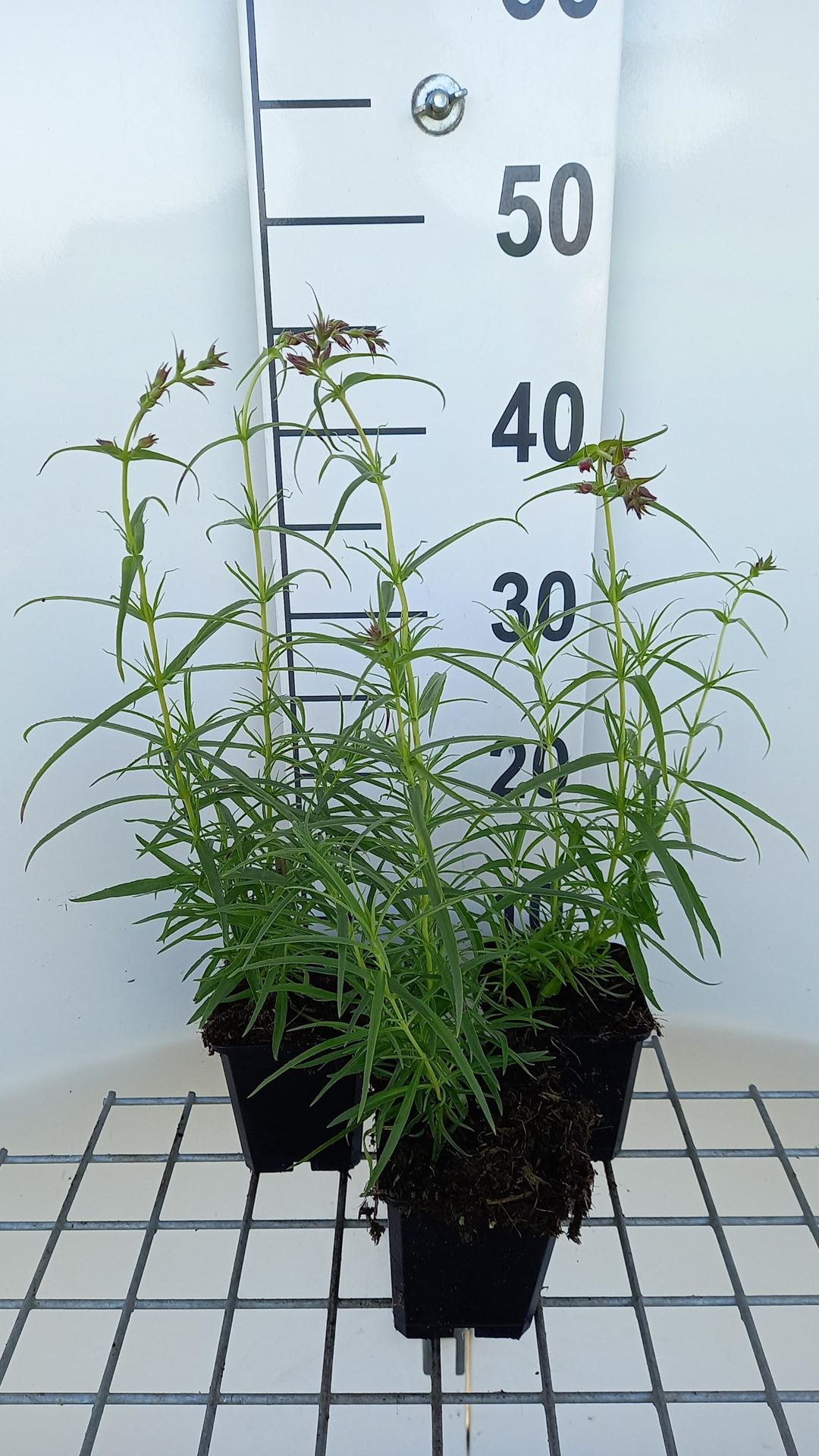 Penstemon'Evelyn'- pot 9x9 cm - afbeelding