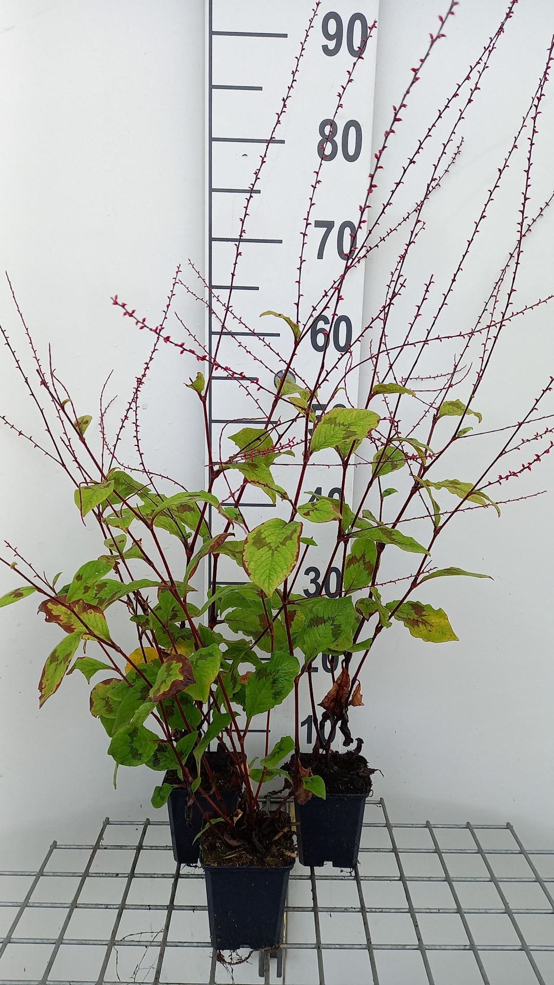 Persicaria filiformis - pot 9x9 cm